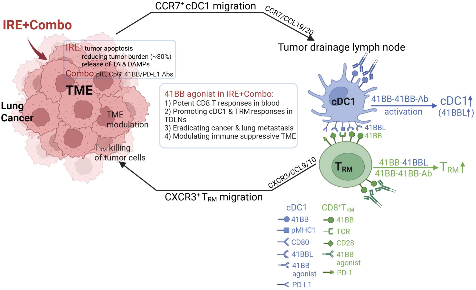 Diagram illustrating the process of IRE plus Combo treatment for lung cancer. It shows tumor microenvironment modulation leading to cDC1 and TRM cell migration to tumor drainage lymph nodes, activating immune responses. The treatment reduces tumor burden, promotes CD8 T and TRM response, eradicates cancer, and modulates the immune-suppressive tumor microenvironment.