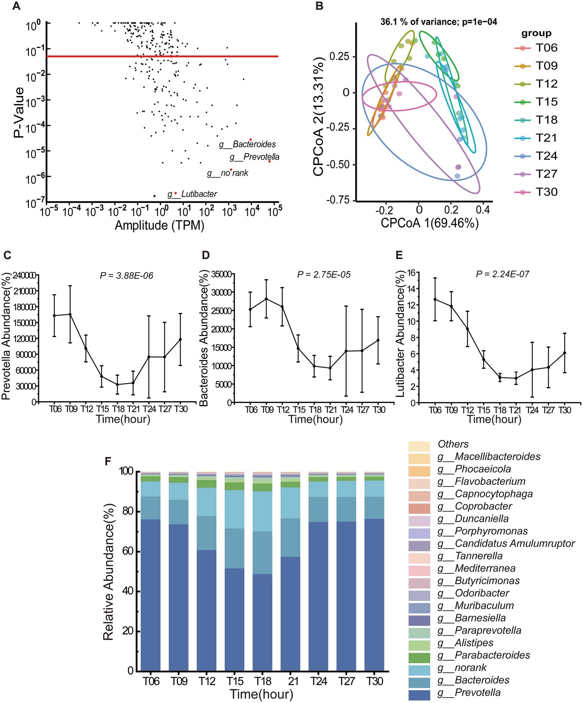 Panel A shows a scatter plot of P-value against amplitude (TPM) for different genera, with g_Bacteroides, g_Prevotella, and g_no_rank highlighted. Panel B displays a CPCoA plot with group clusters labeled T06 to T30. Panels C, D, and E present line graphs of Prevotella, Bacteroides, and Lutibacter abundance over time, with significant P-values indicated. Panel F is a stacked bar chart showing relative abundance percentages of various genera across time points, with a color legend provided.