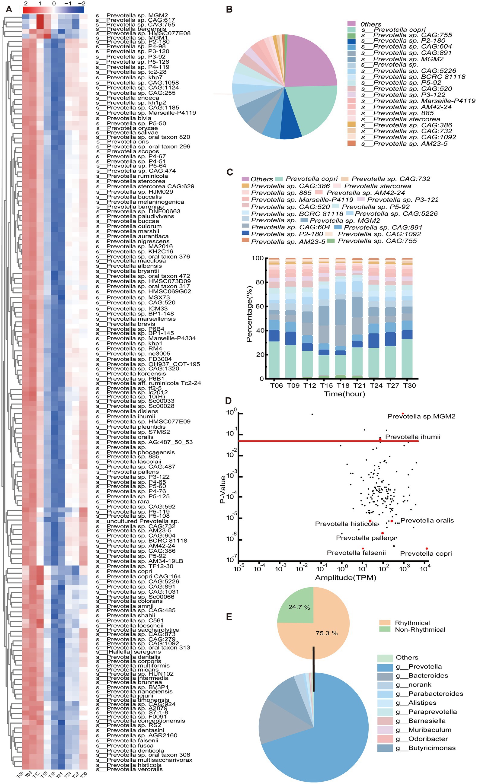 Heatmap (A) showing the abundance of various Prevotella species, with colors representing different data intensities. Pie chart (B) depicting species distribution percentages. Stacked bar chart (C) illustrating Prevotella species composition over time. Scatter plot (D) of P-values and amplitudes highlighting specific Prevotella species. Pie chart (E) shows rhythmic and non-rhythmic categories with detailed genus distribution.