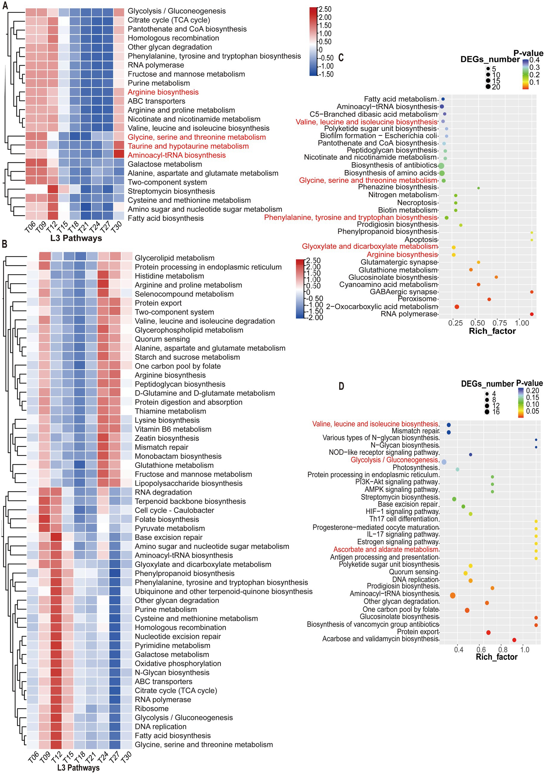 Heatmaps and dot plots display pathway analysis results for L3 pathways. Panel A shows a heatmap of pathways with red and blue gradients indicating expression levels. Panel B provides another heatmap focusing on different metabolic processes. Panel C is a dot plot with dots representing differentially expressed genes, showing DEG number and P-value. Panel D displays another dot plot, correlating the richness factor with statistical significance. The heatmaps and dot plots portray complex interactions and changes in metabolic pathways.