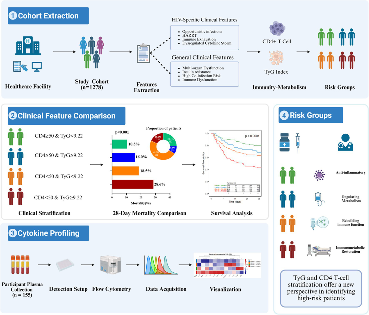 Flowchart illustrating a study on cohort extraction, clinical feature comparison, cytokine profiling, and risk groups. The process involves extracting HIV-specific and general clinical features from a cohort of 1,278 participants. Clinical stratification is categorized by CD4 and TyG index, compared through mortality and survival analysis. Cytokine profiling involves plasma collection, flow cytometry, and data visualization. Risk groups are associated with functions like anti-inflammatory and metabolism regulation. The chart suggests that TyG and CD4 T-cell stratification aids in identifying high-risk patients.