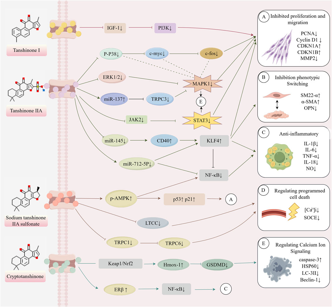 Diagram illustrating the biological effects of Tanshinone I, Tanshinone IIA, Sodium Tanshinone IIA Sulfonate, and Cryptotanshinone on cellular pathways. The pathways include IGF-1, PI3K, MAPK, STAT3, p-AMPK, and NF-κB, leading to inhibited proliferation, migration, phenotypic switching, anti-inflammatory effects, programmed cell death, and calcium ion signaling regulation. Components such as ERK1/2, miR-137, JAK2, p53, CD40, TRPC, Keap1/Nrf2, and others are shown with activation or inhibition effects, summarized in sections labeled A through E. Chemical structures are displayed for each compound.