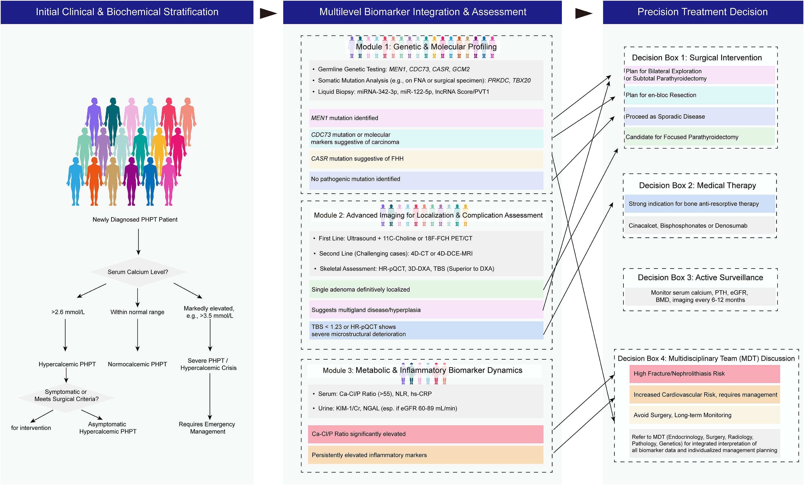 Flowchart illustrating the process for precision treatment decision-making for newly diagnosed PHPT patients. It includes three main steps: Initial Clinical & Biochemical Stratification, Multilevel Biomarker Integration & Assessment, and Precision Treatment Decision. The stratification assesses serum calcium levels, leading to potential classifications: hypercalcemic PHPT, normocalcemic PHPT, or severe PHPT. The assessment involves genetic profiling, advanced imaging, and metabolic biomarker dynamics. Treatment decisions are categorized into surgical intervention, medical therapy, active surveillance, and multidisciplinary team discussion, each detailing specific criteria and actions.