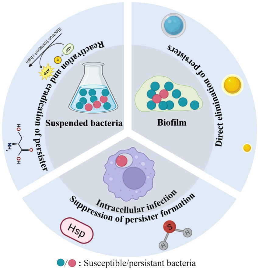 A circular diagram is divided into three sections: suspended bacteria, biofilm, and intracellular infection. The bacteria are represented by blue and red circles, indicating susceptibility and persistence. Suspended bacteria are shown in a flask, biofilm in a cluster, and intracellular infection within a cell. Arrows indicate