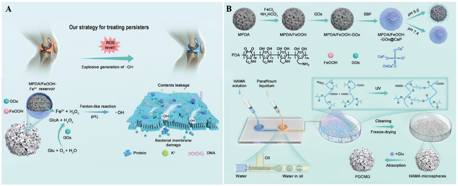 Diagram of a two-part strategy for treating bacterial persisters. Part A illustrates the chemical process involving MPDA/FeOOH-Fe³⁺ reservoirs, generating hydroxyl radicals via Fenton-like reactions, leading to bacterial membrane damage. Part B details the synthesis of MPDA/FeOOH-GOx@CaP and its integration into HAMA microspheres, using HAMA solution and paraffin liquid, involving UV polymerization and freeze-drying. The diagram includes molecular structures and process flow visually explaining each step, from initial chemical interactions to the creation of functional microspheres.