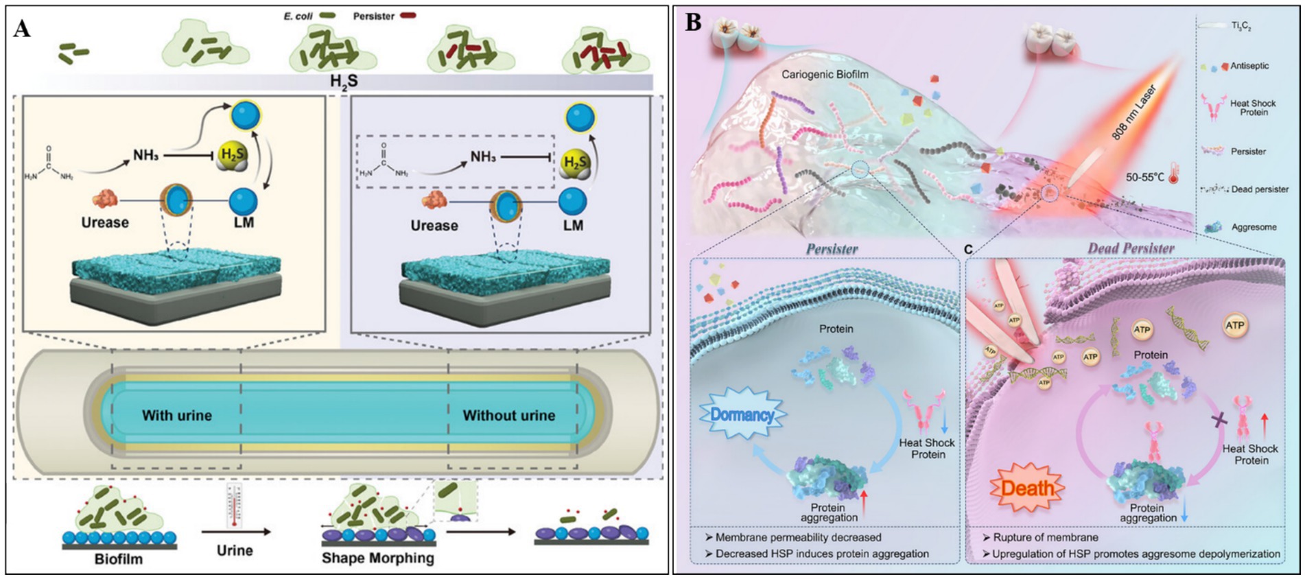 Diagram divided into sections A and B. Section A depicts the role of urease and liquid metal (LM) in transforming E. coli and persister cells in the presence of hydrogen sulfide (H₂S) and ammonia (NH₃), showing biofilm and shape morphing processes with urine. Section B illustrates cariogenic biofilm targeted by an 808 nm laser at 50-55°C. Insets highlight persister cells undergoing dormancy with protein aggregation, and dead persisters with membrane rupture and ATP release. Includes color-coded labels for components like antiseptic, heat shock protein, and others.