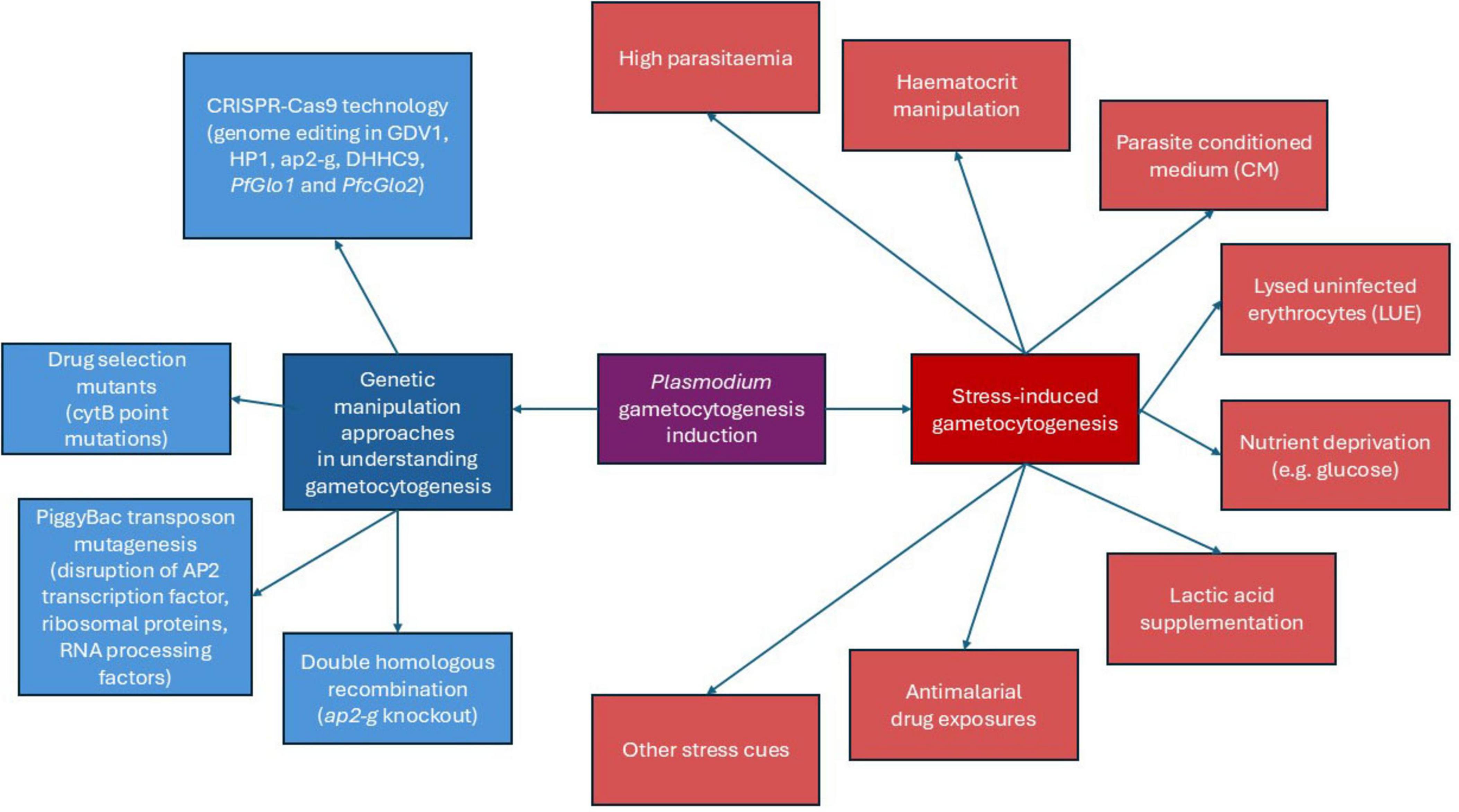 Flowchart illustrating approaches for gametocytogenesis in Plasmodium. It shows two main categories: genetic manipulation and stress-induced gametocytogenesis. Genetic manipulation includes CRISPR-Cas9, drug selection mutants, PiggyBac transposon mutagenesis, and double homologous recombination. Stress-induced gametocytogenesis involves factors like high parasitaemia, haematocrit manipulation, parasite conditioned medium, lysed uninfected erythrocytes, nutrient deprivation, lactic acid supplementation, antimalarial drug exposures, and other stress cues. Arrows depict relationships among these elements.
