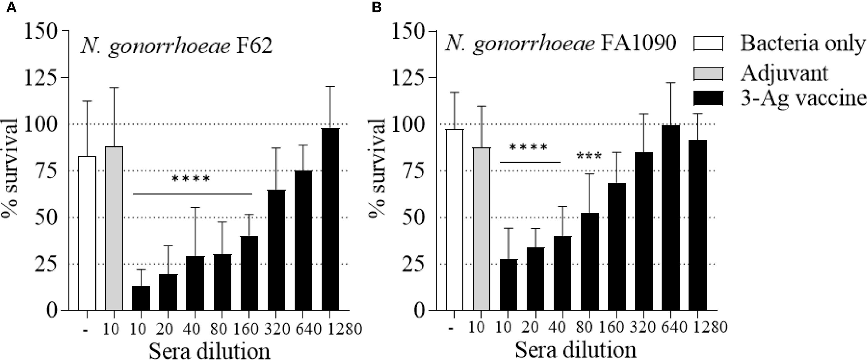 Two bar graphs show the percentage survival of N. gonorrhoeae strains F62 and FA1090 across different sera dilutions. Graph A depicts survival with bacteria only, adjuvant, and 3-Ag vaccine, showing increased survival with higher sera dilutions. Graph B shows a similar trend for FA1090, with significant survival differences indicated by asterisks.