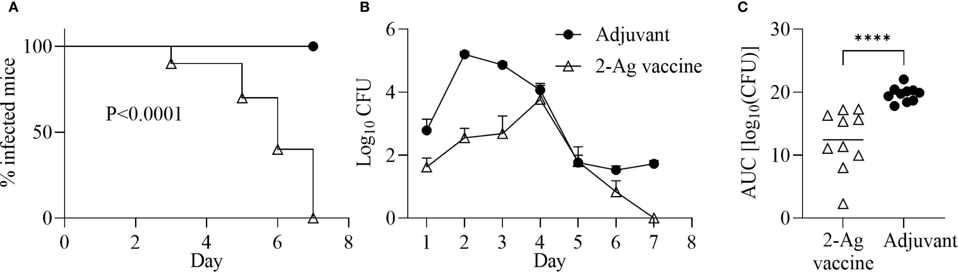 Panel A shows a survival curve with percentage of infected mice over eight days, comparing the adjuvant and 2-Ag vaccine groups. The 2-Ag vaccine group shows significantly reduced infection rates. Panel B is a line graph showing Log10 CFU counts across eight days, indicating lower CFU in the 2-Ag vaccine group over time. Panel C illustrates AUC comparisons between the 2-Ag vaccine and adjuvant groups, highlighting significantly lower AUC in the 2-Ag vaccine group.