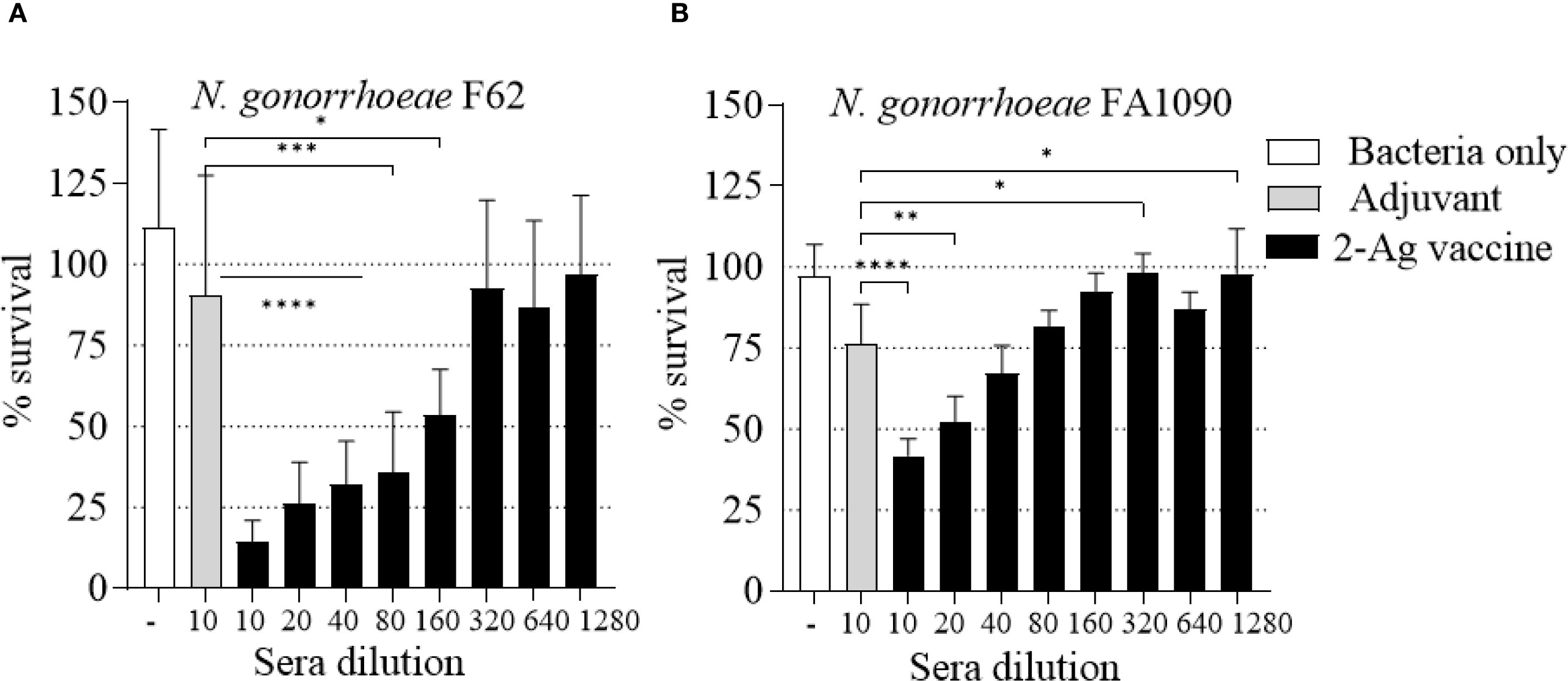 Bar graphs show the survival rates of Neisseria gonorrhoeae strains F62 and FA1090 at different sera dilutions. The left graph (A) shows N. gonorrhoeae F62; the right graph (B) shows FA1090. Bars represent bacteria only, adjuvant, and 2-antigen vaccine conditions. Statistical significance is indicated by asterisks. Survival decreases significantly with increased dilutions in bacteria only and adjuvant conditions, while the 2-antigen vaccine shows improved survival across dilutions.