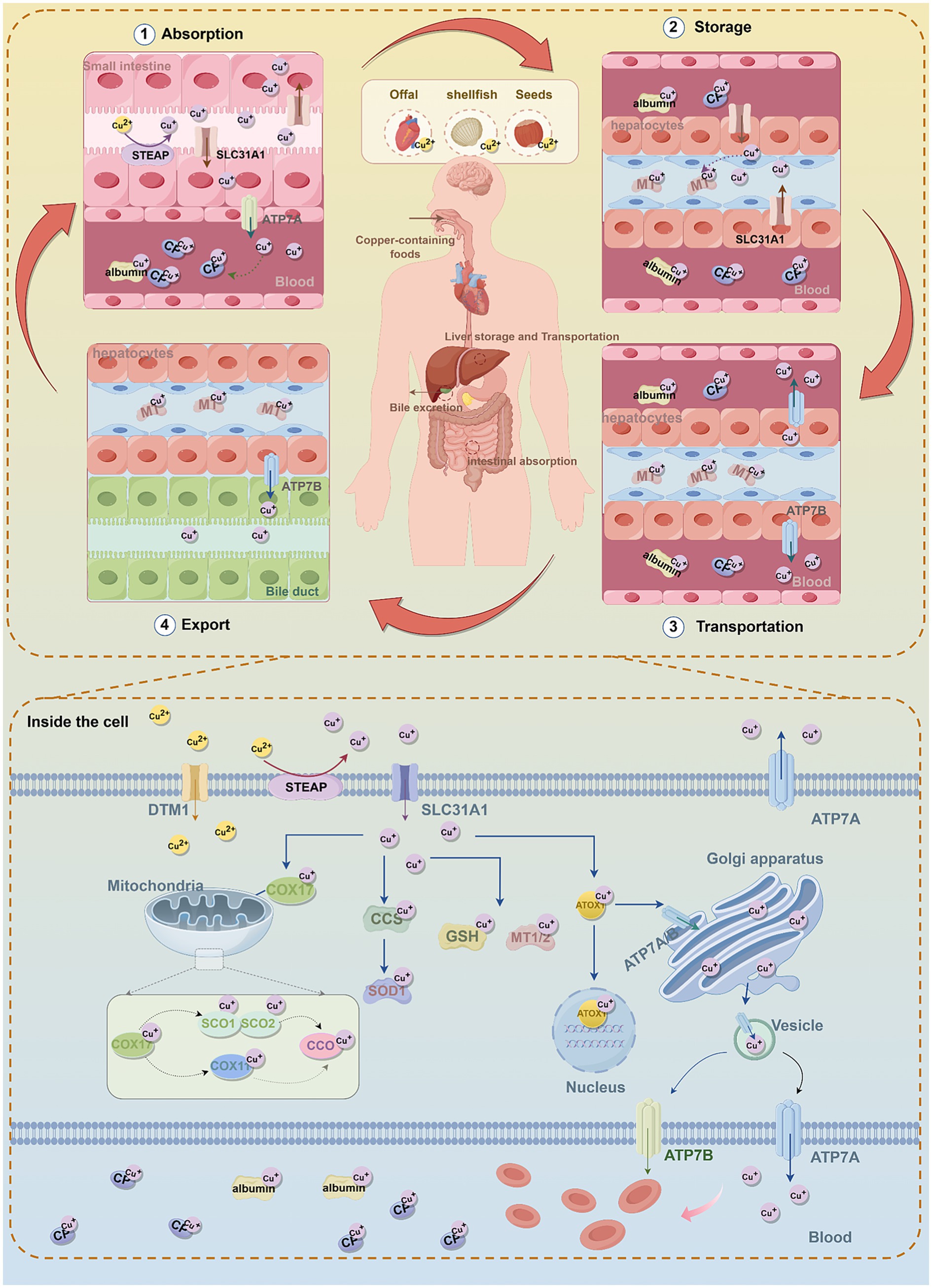 Illustration depicting copper metabolism in the human body. It explains the absorption in the small intestine, storage in hepatocytes, transportation in the blood via albumin, and export through bile ducts. The image includes sources of copper, such as offal, shellfish, and seeds. Inside the cell, copper transport involves proteins like DMT1, STEAP, SLC31A1, and ATP7A/B, with interactions in mitochondria, Golgi apparatus, and vesicles. The process highlights cellular components like COX17, CCS, GSH, MT1/2, and their roles in copper regulation and export.
