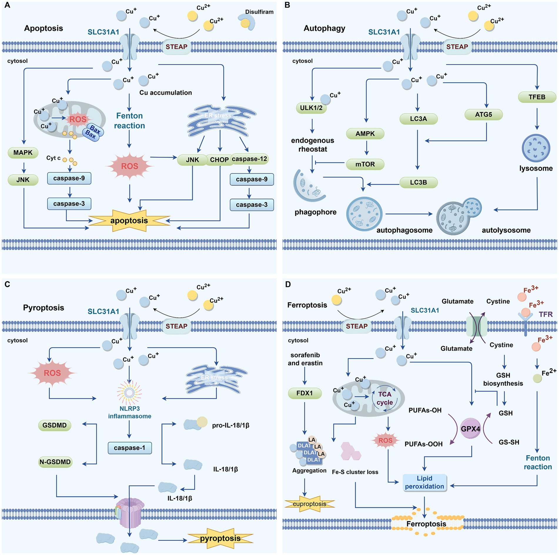 Diagram illustrating the roles of copper ions in four types of cell death: apoptosis, autophagy, pyroptosis, and ferroptosis. (A) Apoptosis is driven by copper accumulation, ROS generation, and caspase activation. (B) Autophagy involves copper influencing factors like ULK1/2 and LC3, forming autophagosomes. (C) Pyroptosis includes copper-induced ROS and the activation of the NLRP3 inflammasome, leading to cytokine release. (D) Ferroptosis is characterized by copper-mediated lipid peroxidation and iron metabolism. Each panel highlights specific molecular participants and pathways involved in these processes.