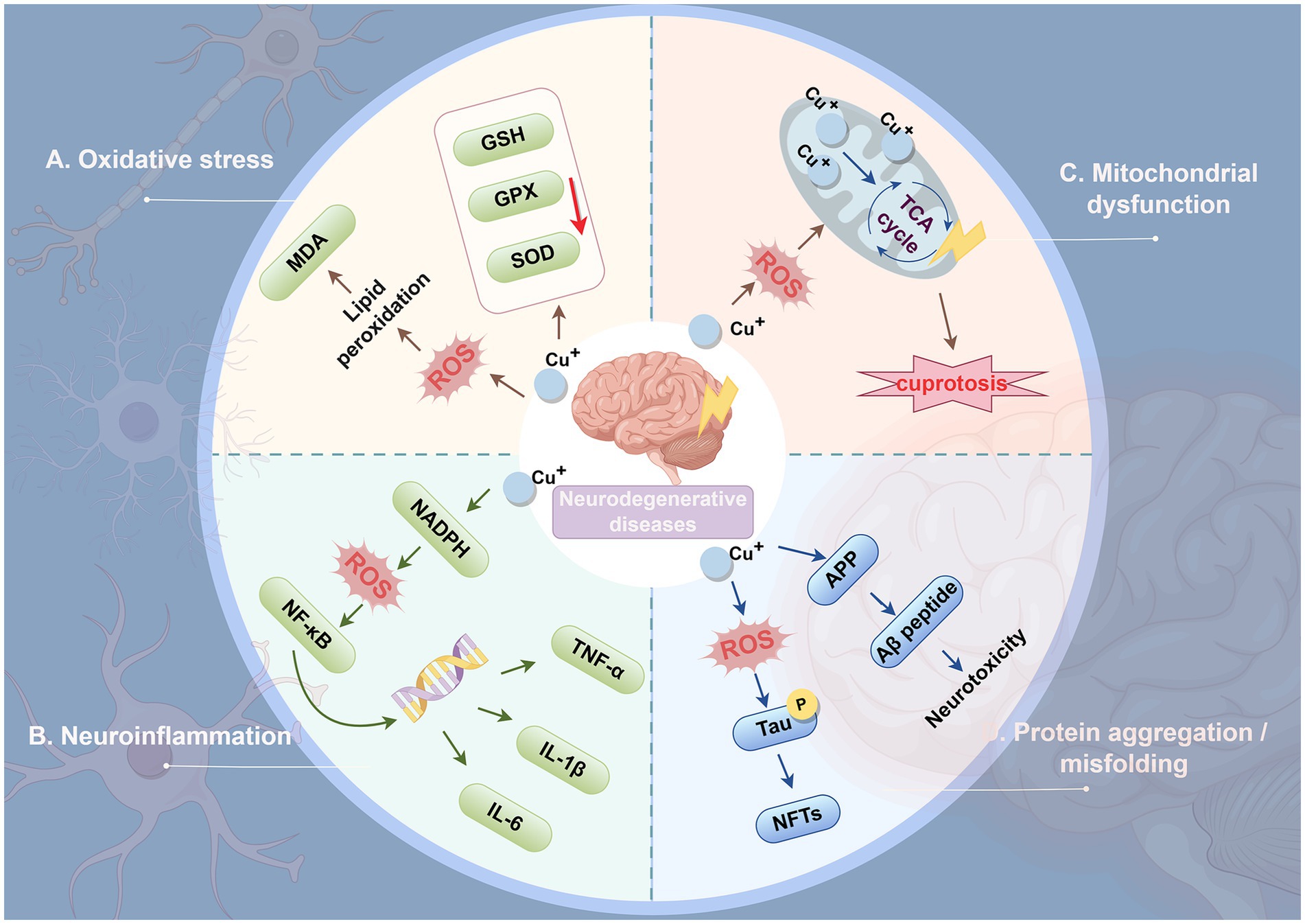 Diagram illustrating factors contributing to neurodegenerative diseases divided into four sections. A: Oxidative stress with lipid peroxidation and decreased antioxidant enzymes. B: Neuroinflammation with involvement of NF-κB, TNF-α, IL-1β, and IL-6. C: Mitochondrial dysfunction highlighting cuptorosis and TCA cycle disruption. D: Protein aggregation featuring APP, Aβ peptide, tau phosphorylation, and NFT formation. Central brain highlights copper ion contribution to disease processes. Arrows indicate interactions among elements.