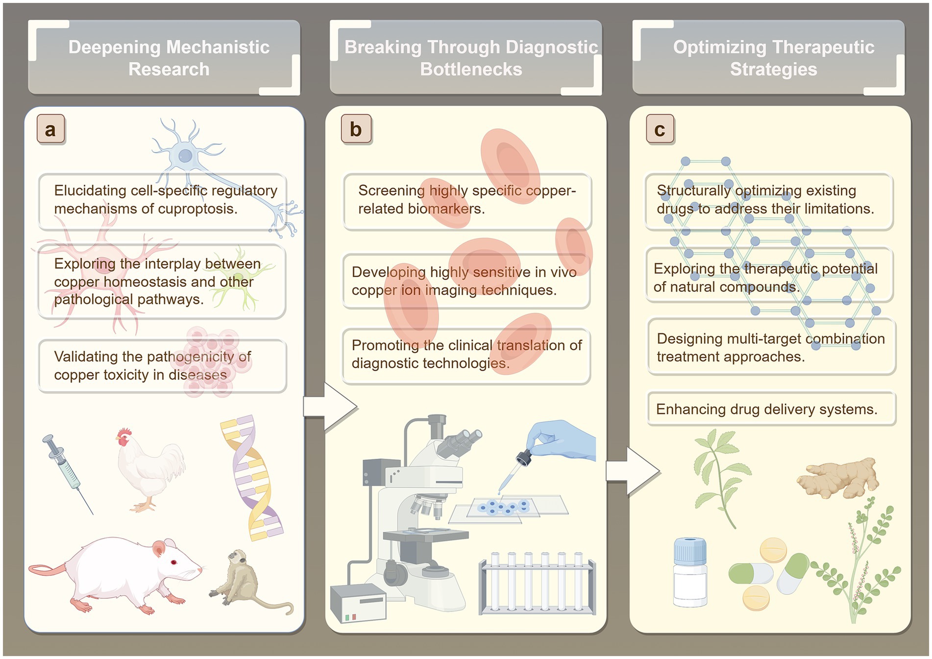 Diagram illustrating three research areas: (a) Deepening Mechanistic Research includes elucidating regulatory mechanisms of cuproptosis, exploring copper homeostasis pathways, and validating copper toxicity; (b) Breaking Through Diagnostic Bottlenecks involves screening copper biomarkers, developing imaging techniques, and promoting diagnostic technology translation; (c) Optimizing Therapeutic Strategies focuses on optimizing drugs, exploring natural compounds, designing combination treatments, and enhancing drug delivery systems. Each section includes relevant visuals such as neuron illustrations, lab equipment, and natural elements.