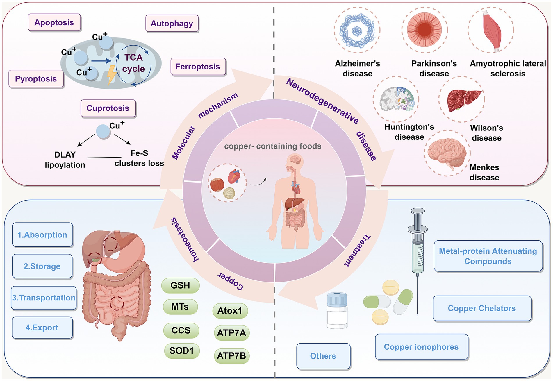 Diagram illustrating the relationship between copper metabolism and neurodegenerative diseases. Top left shows cellular processes like apoptosis and autophagy. Top right lists diseases: Alzheimer's, Parkinson's, ALS, Huntington's, Wilson's, and Menkes. The center shows copper-related mechanisms including dietary sources and bodily absorption. Bottom left details copper metabolism processes like absorption, storage, transportation, and export, with molecules like GSH and CCS. Bottom right shows treatments like metal-protein attenuating compounds, copper chelators, and ionophores.