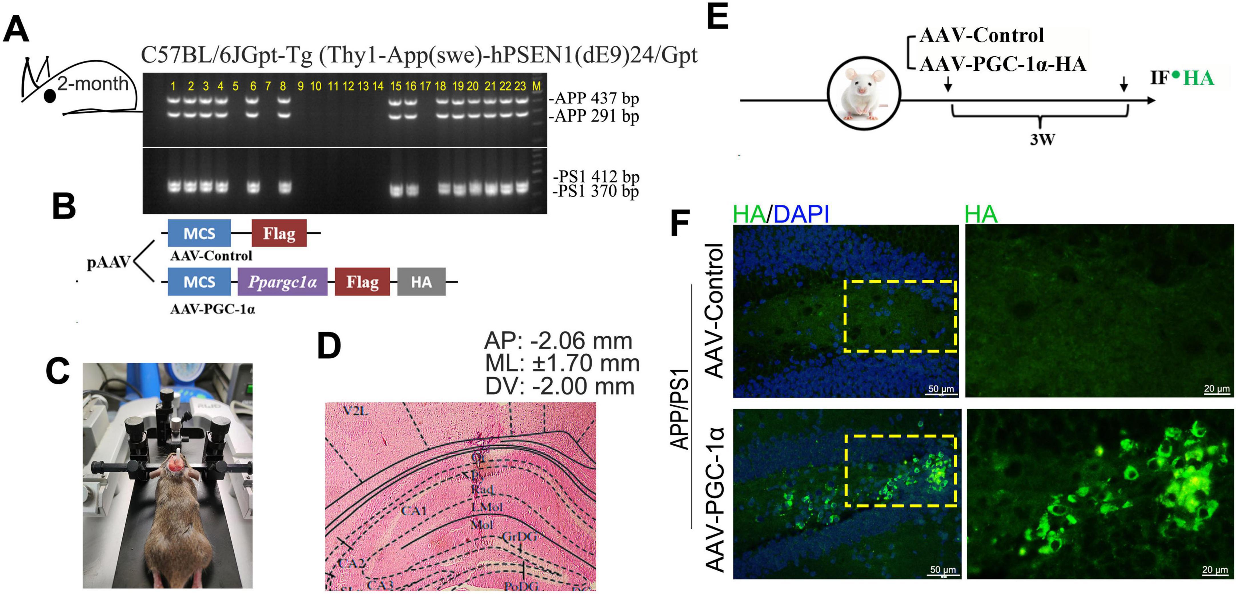 A composite image with six panels: A) Gel electrophoresis results for a specific mouse genotype. B) Schematic of AAV vectors for Flag and HA tags. C) A mouse on a surgical platform. D) Histological brain section with coordinates AP: -2.06 mm, ML: ±1.70 mm, DV: -2.00 mm. E) Experimental timeline for AAV-Control and AAV-PGC-1α-HA injection. F) Immunofluorescence images showing HA staining in brain sections, comparing AAV-Control and AAV-PGC-1α injections.