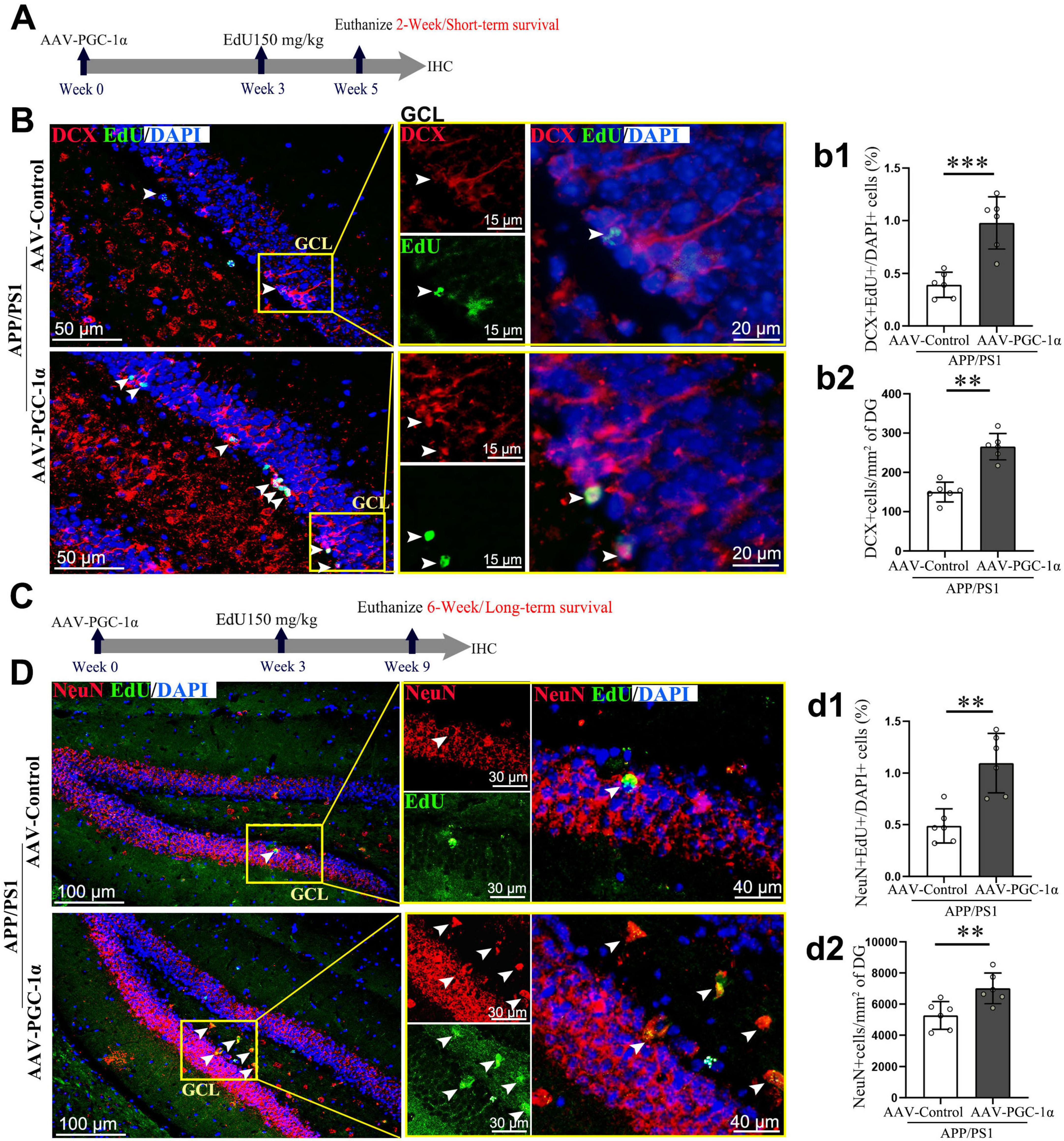 “Research figures illustrating experimental timelines, immunohistochemistry images, and bar graphs. (A) and (C) show experimental timelines for short-term and long-term survival studies with AAV-PGC-1a and EdU treatment at specified weeks. (B) and (D) display immunofluorescent images of brain sections, highlighting cell markers DCX, NeuN, EdU, and DAPI in the granule cell layer (GCL), indicating cellular localization and proliferation. (b1, b2, d1, d2) are bar graphs depicting statistical analysis of marker-positive cells, comparing AAV-Control and AAV-PGC-1a treatments, with significance indicated by asterisks. Scale bars provide size reference in micrometers.”