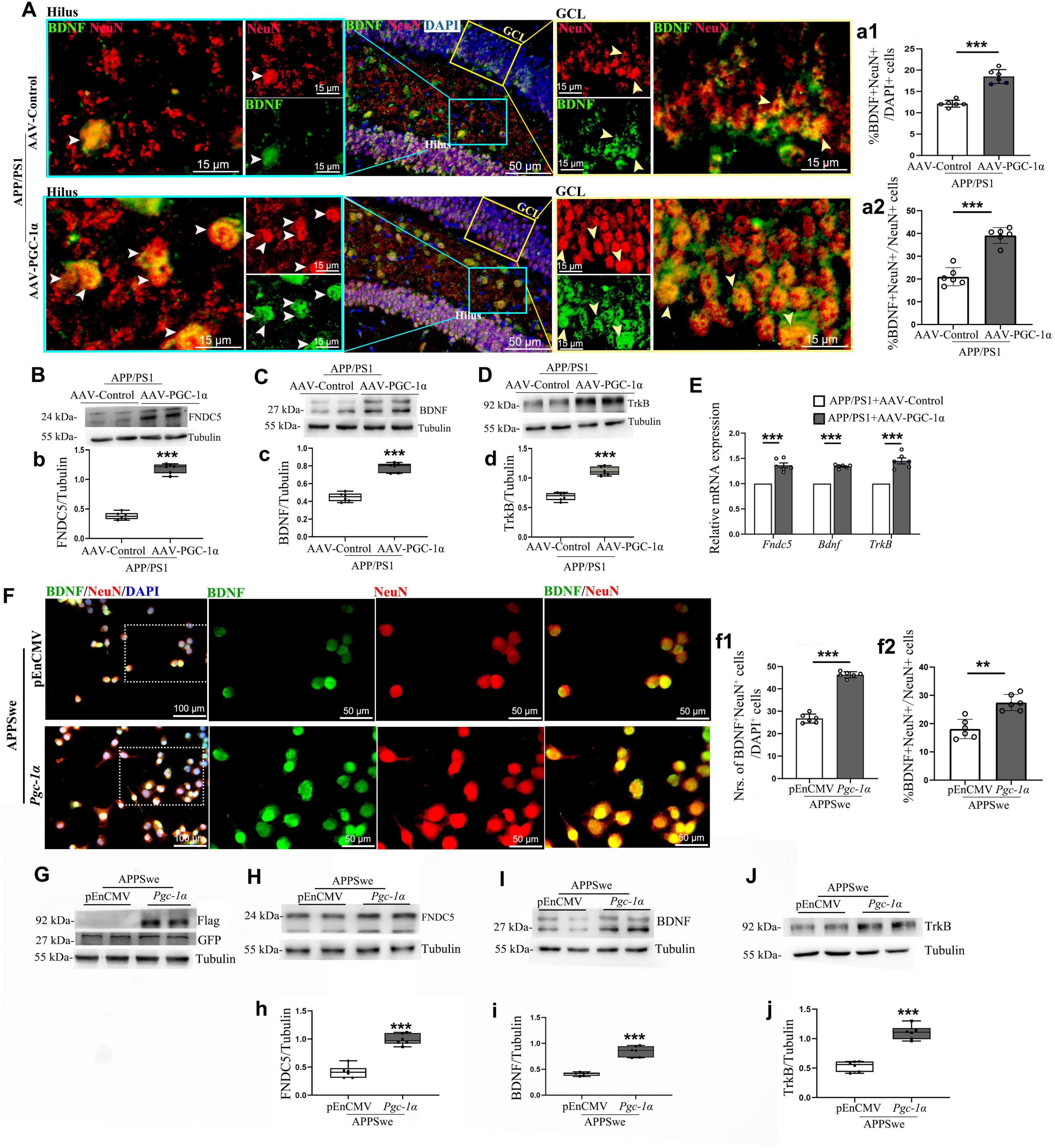 Composite image showing multiple panels of scientific data involving immunofluorescence staining, western blot analyses, and bar graphs. Panels A, F illustrate cellular expression patterns with labels NeuN, BDNF, DAPI. Panels B-E and G-J display western blots comparing protein levels in different experimental groups, with accompanying quantitative graphs indicating significant differences. Panels a1, a2, f1, f2, b, c, d, h, i, j provide bar graphs summarizing data with statistical significance marked by asterisks. Images highlight research on a specific gene’s impact on protein expression in experimental models.