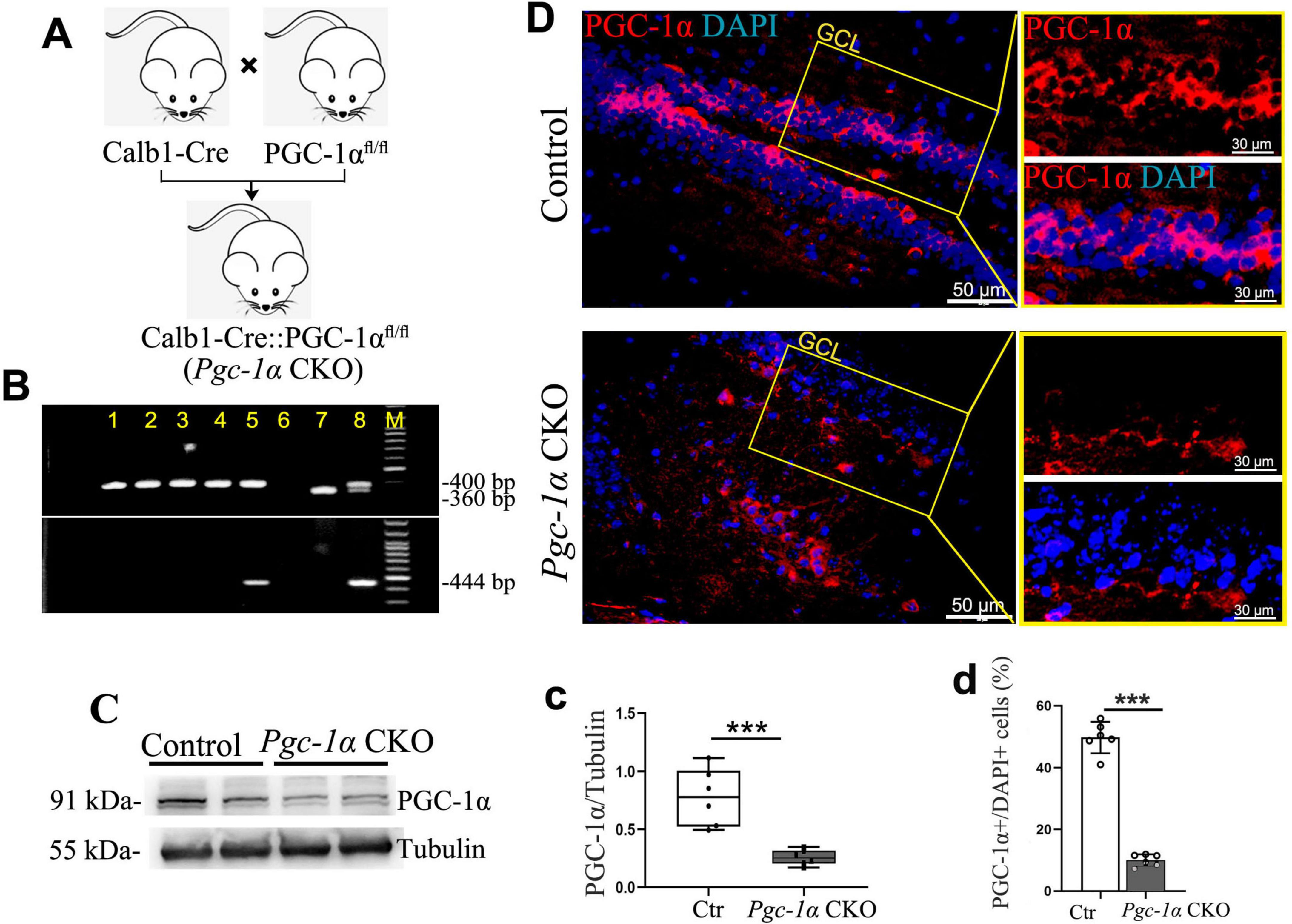 Diagram showing a genetic experiment with mice. Panel A illustrates breeding with Calb1-Cre and PGC-1α floxed alleles, resulting in Pgc-1α CKO mice. Panel B displays a gel electrophoresis image indicating successful gene targeting. Panel C compares protein expression levels via Western blot, showing reduced PGC-1α in mutants. Panel D contains fluorescence microscopy images with stained brain sections, highlighting differences in PGC-1α expression between control and Pgc-1α CKO mice. Graphs below show quantitative analyses with significant differences marked by asterisks.