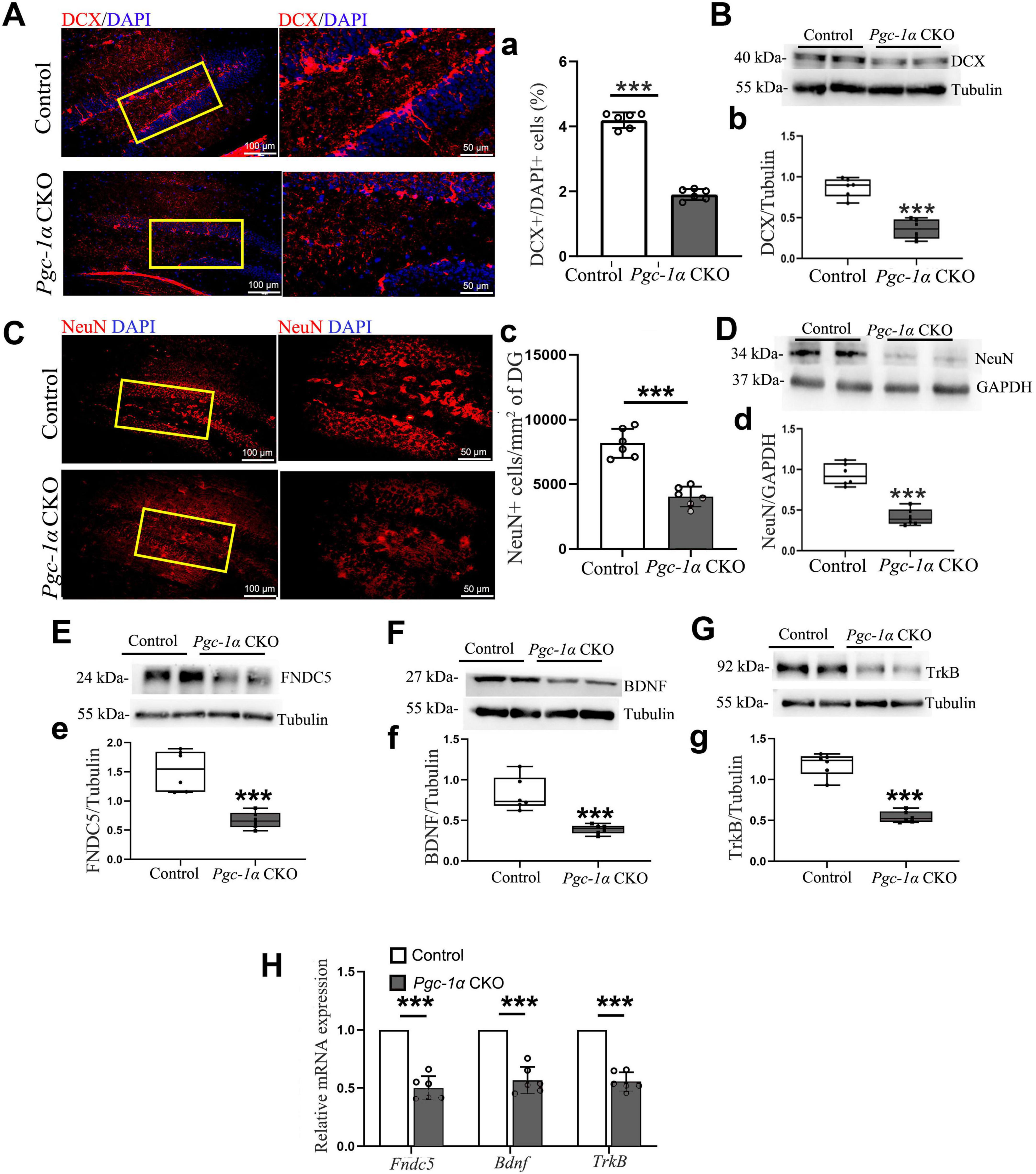 Research data visualization showing comparisons between control and Pgc-1α CKO samples. Panels A and C display fluorescent images of brain sections with corresponding graphs (a, c) showing quantification of DCX-positive and NeuN-positive cells, respectively. Staining shows differences in cell markers, with graphs indicating significant decreases in Pgc-1α CKO samples. Panels B and D-G present Western blot analyses and graphs (b, d-g) comparing protein levels of DCX, NeuN, FNDC5, BDNF, and TrkB, all showing reduced expression in Pgc-1α CKO. Panel H displays mRNA expression levels for Fndc5, Bdnf, and TrkB, significantly lower in Pgc-1α CKO. *** marks statistical significance.