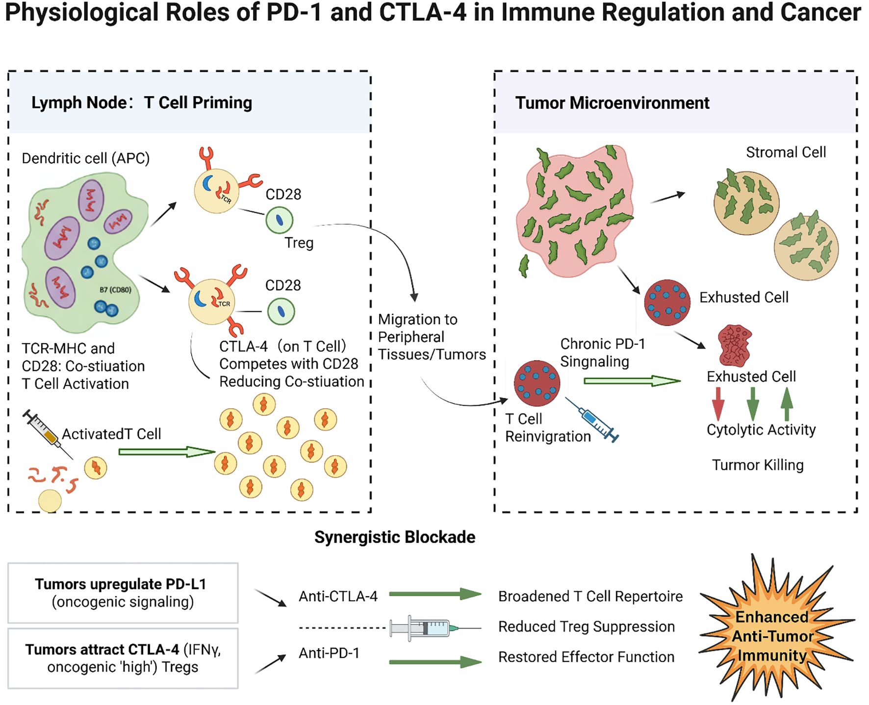 Diagram showing physiological roles of PD-1 and CTLA-4 in immune regulation and cancer. On the left, T cell priming occurs in lymph nodes with dendritic cells interacting with T cells, activating them. CTLA-4 competes with CD28, reducing co-stimulation. Activated T cells migrate to peripheral tissues. On the right, in the tumor microenvironment, chronic PD-1 signaling leads to exhausted T cells with reduced cytolytic activity but can be reinvigorated. A synergistic blockade with anti-CTLA-4 and anti-PD-1 enhances anti-tumor immunity, broadening T cell repertoire and restoring effector function.