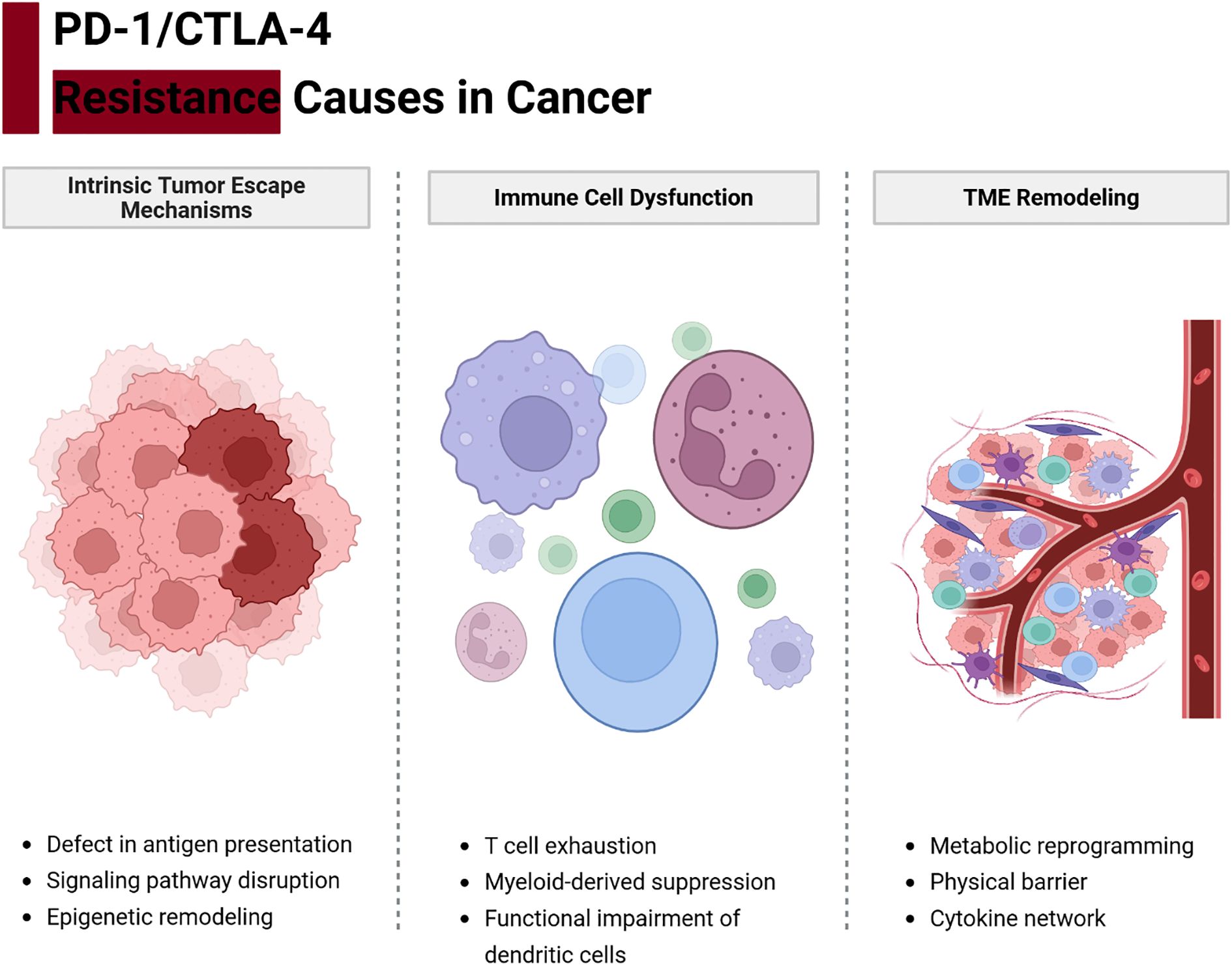 Graphic illustrating three causes of PD-1/CTLA-4 resistance in cancer: Intrinsic Tumor Escape Mechanisms, Immune Cell Dysfunction, and TME Remodeling. Each section includes relevant illustrations and bullet points detailing factors like antigen presentation defects, T cell exhaustion, and metabolic reprogramming.