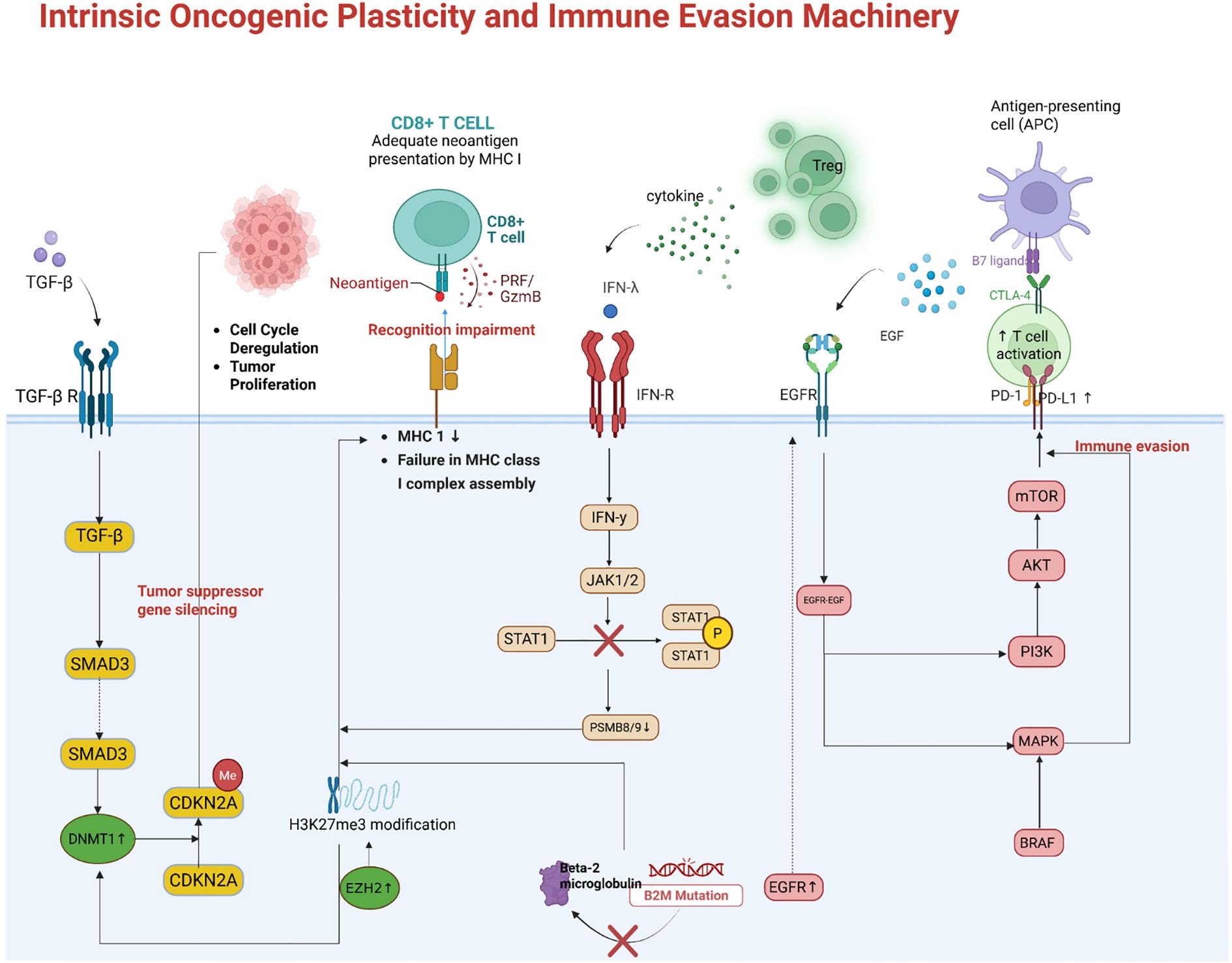 Diagram illustrating intrinsic oncogenic plasticity and immune evasion mechanisms. Key pathways involve TGF-β signaling, CD8+ T cell recognition impairment, IFN-γ pathway, and antigen presentation issues. Immune evasion occurs through modulation of tumor suppressors, cytokine signaling, and T cell activation. Highlighted elements include TGF-β, SMAD3, CDKN2A, EGFR, JAK1/2, and PD-L1 interactions, alongside pathways involving mTOR, MAPK, and PI3K. Mutations and modifications like B2M mutation and H3K27me3 are noted, showing their roles in tumor proliferation and immune response interference.