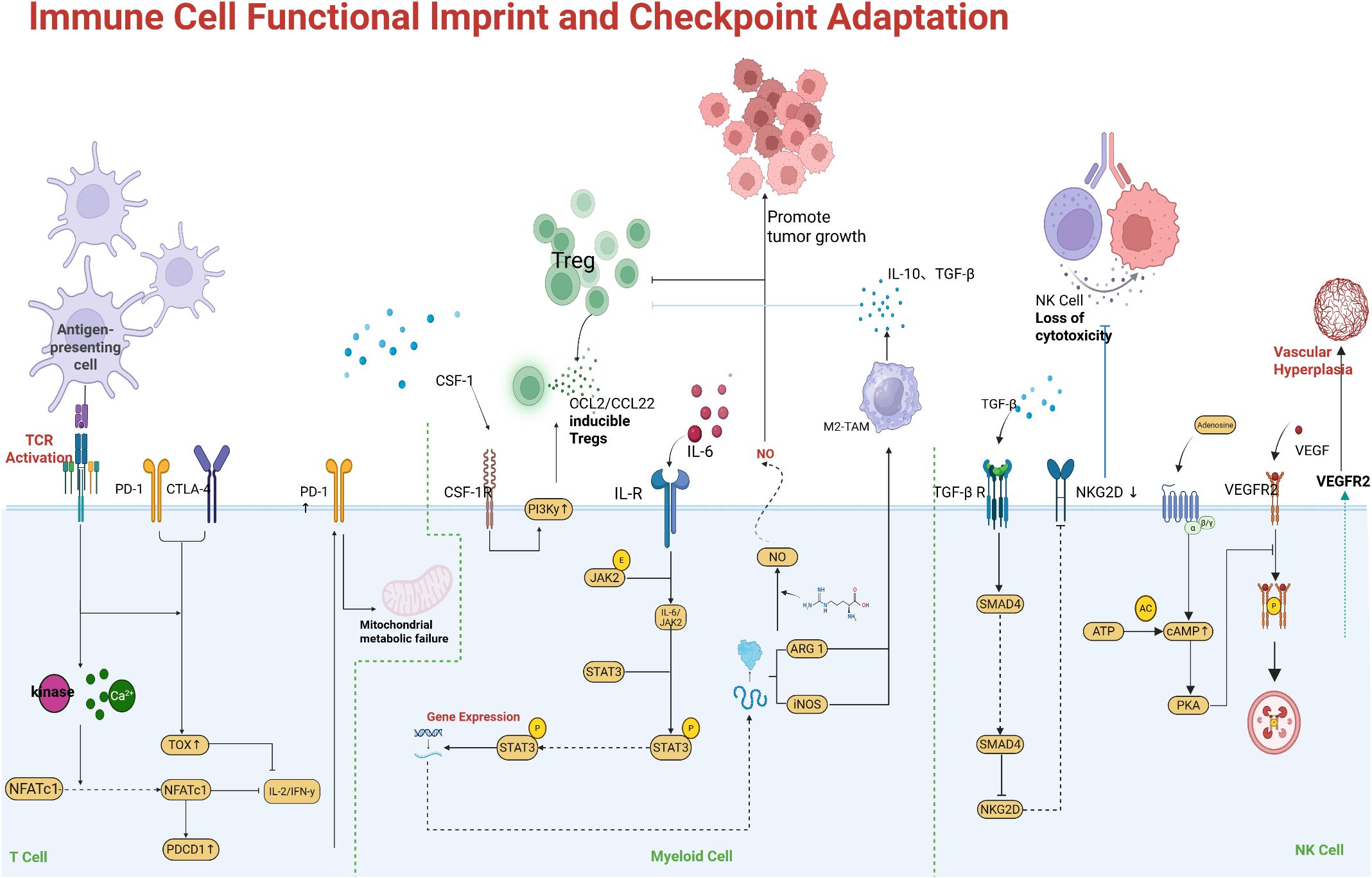 Diagram titled “Immune Cell Functional Imprint and Checkpoint Adaptation” illustrating interactions between immune cells. It shows pathways involving antigen-presenting cells, T cells, myeloid cells, and NK cells. Key elements include TCR activation, PD-1, CTLA-4, CSF-1, IL-6, TGF-beta, and VEGF pathways. Highlights include immune suppression, tumor promotion, cytotoxicity loss, mitochondrial failure, vascular hyperplasia, and gene expression modulation.