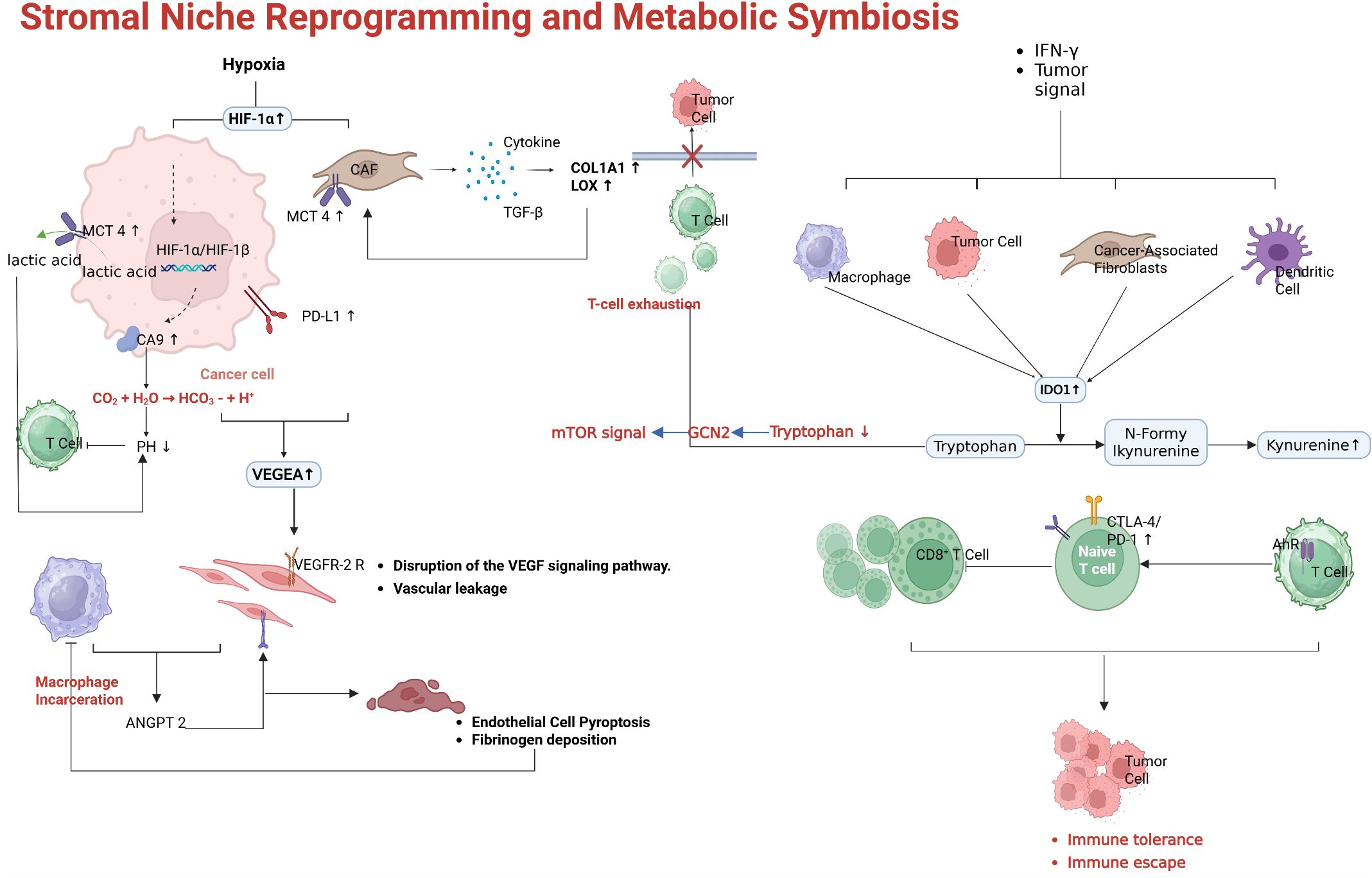 Diagram illustrating stromal niche reprogramming and metabolic symbiosis in a tumor microenvironment. It details interactions between cancer cells, T cells, macrophages, fibroblasts, and dendritic cells under hypoxia. Key components include HIF-1α, PD-L1, VEGFR-2, IDO1, and tryptophan metabolism pathways. Processes like VEGF signaling disruption, macrophage incarceration, and immune escape are highlighted, emphasizing T-cell exhaustion and related immune tolerance mechanisms.