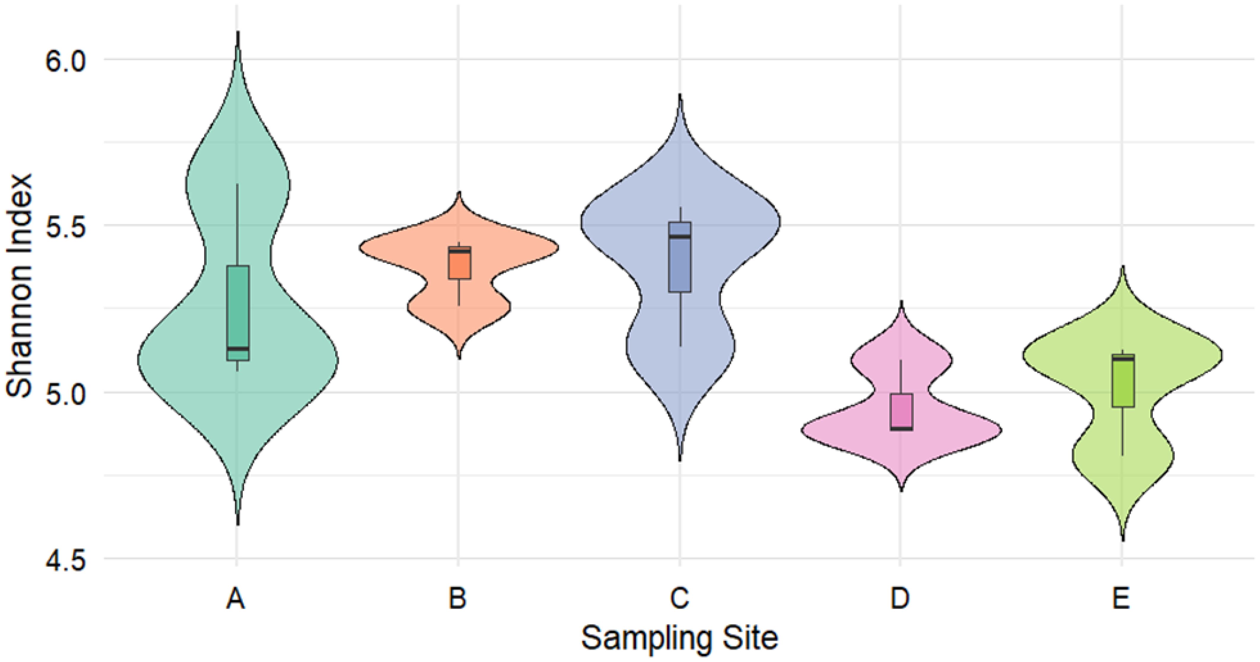 Violin plot showing the Shannon Index for sampling sites A to E. Each violin represents the distribution of the Shannon Index values, with a box plot inside to denote median and interquartile range. Site A has the highest median, while Site D has the lowest.
