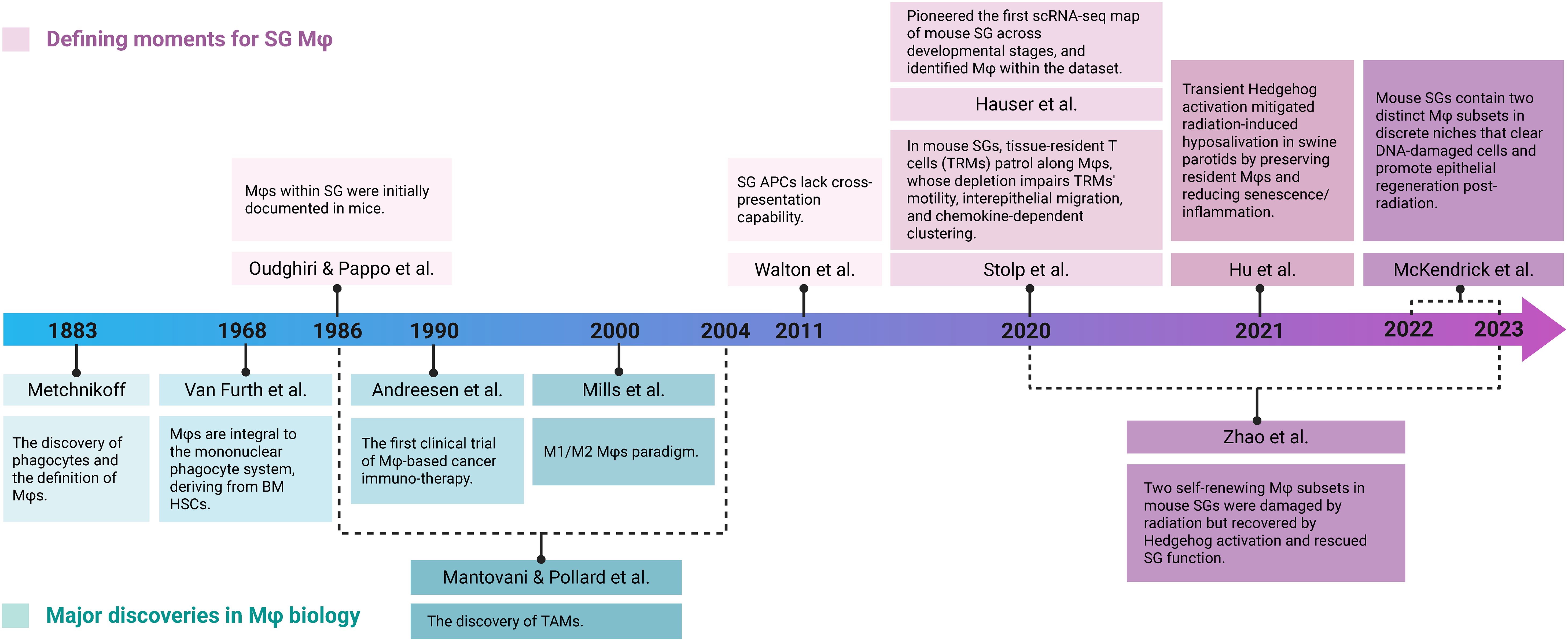 Timeline illustrating defining moments for salivary gland macrophages (SG Mφ ) and major discoveries in macrophage biology from 1883 to 2023. Key events include the discovery of phagocytes by Metchnikoff in 1883, and the identification of SG macrophage subsets by McKendrick et al. in 2023. Colors differentiate breakthroughs in SG macrophages and macrophage biology.