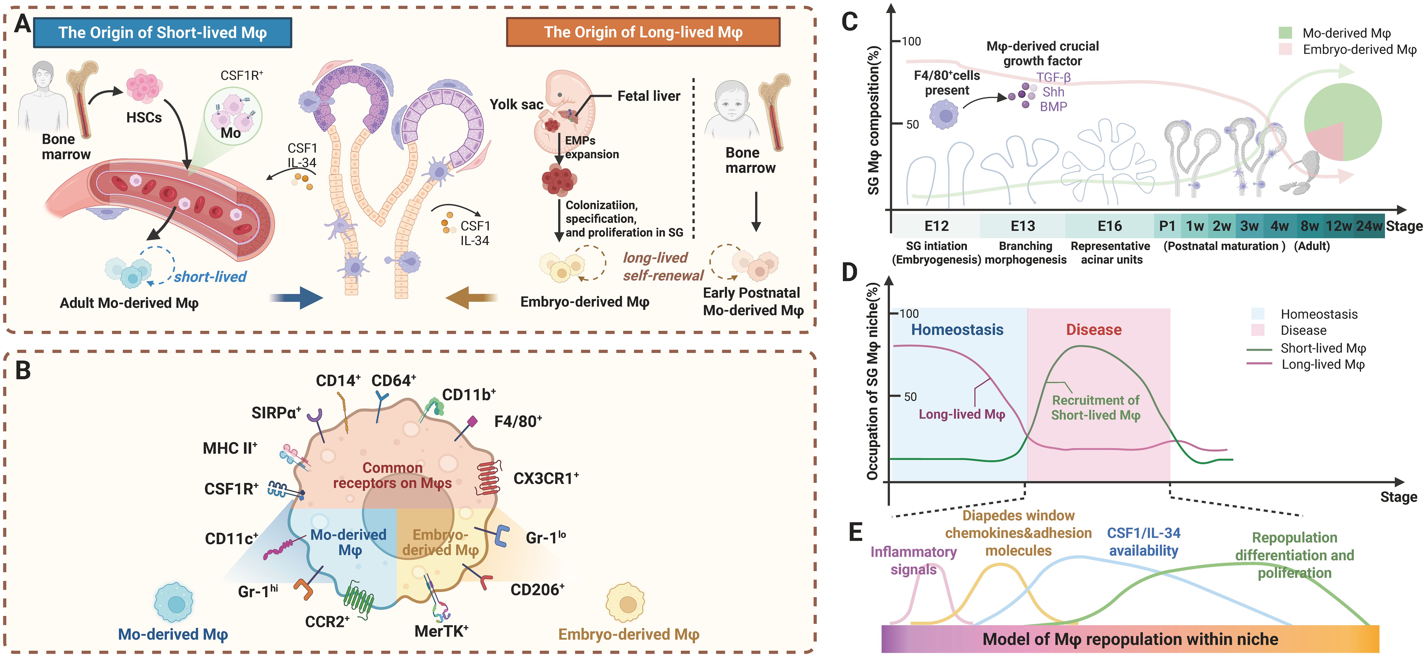 Diagram illustrating the origins and characteristics of short-lived and long-lived macrophages. Panel A shows the development of short-lived macrophages from adult bone marrow and long-lived macrophages from the yolk sac & fetal liver and early postnatal bone marrow. Panel B details common and specific receptors on both macrophage types. Panel C presents a graph depicting macrophage composition during different developmental stages, from embryogenesis to adulthood. Panel D illustrates macrophage niche occupation under homeostasis and disease conditions. Panel E describes a model of macrophage repopulation influenced by inflammatory signals and growth factors over time.