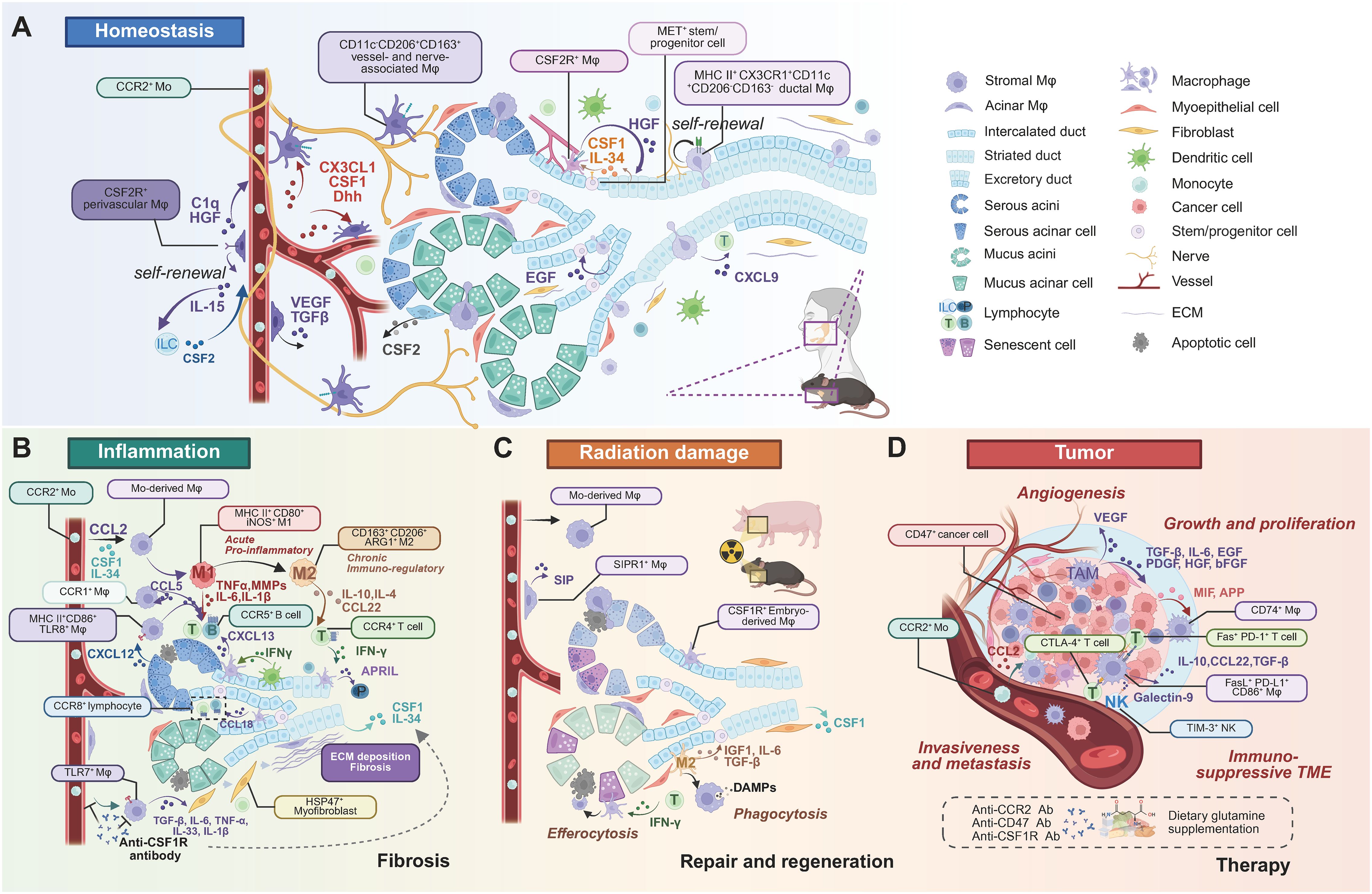 Diagram depicting four stages of tissue and cellular responses: A) Homeostasis, B) Inflammation & Fibrosis, C) Radiation Damage & Repair and Regeneration, and D) Tumor & Therapy. Each section details interactions between various cell types, molecules, and processes. A legend on the right illustrates cell types and structures, such as macrophages, ducts, and nerves. Panel A shows self-renewal and signaling in homeostasis. Panel B indicates inflammation, fibrosis, and pro-inflammatory responses. Panel C illustrates repair, regeneration, and phagocytosis post-radiation damage. Panel D highlights tumor growth, angiogenesis, and immune suppression. Arrows and text boxes describe protein interactions, pathways and macrophage subtypes.