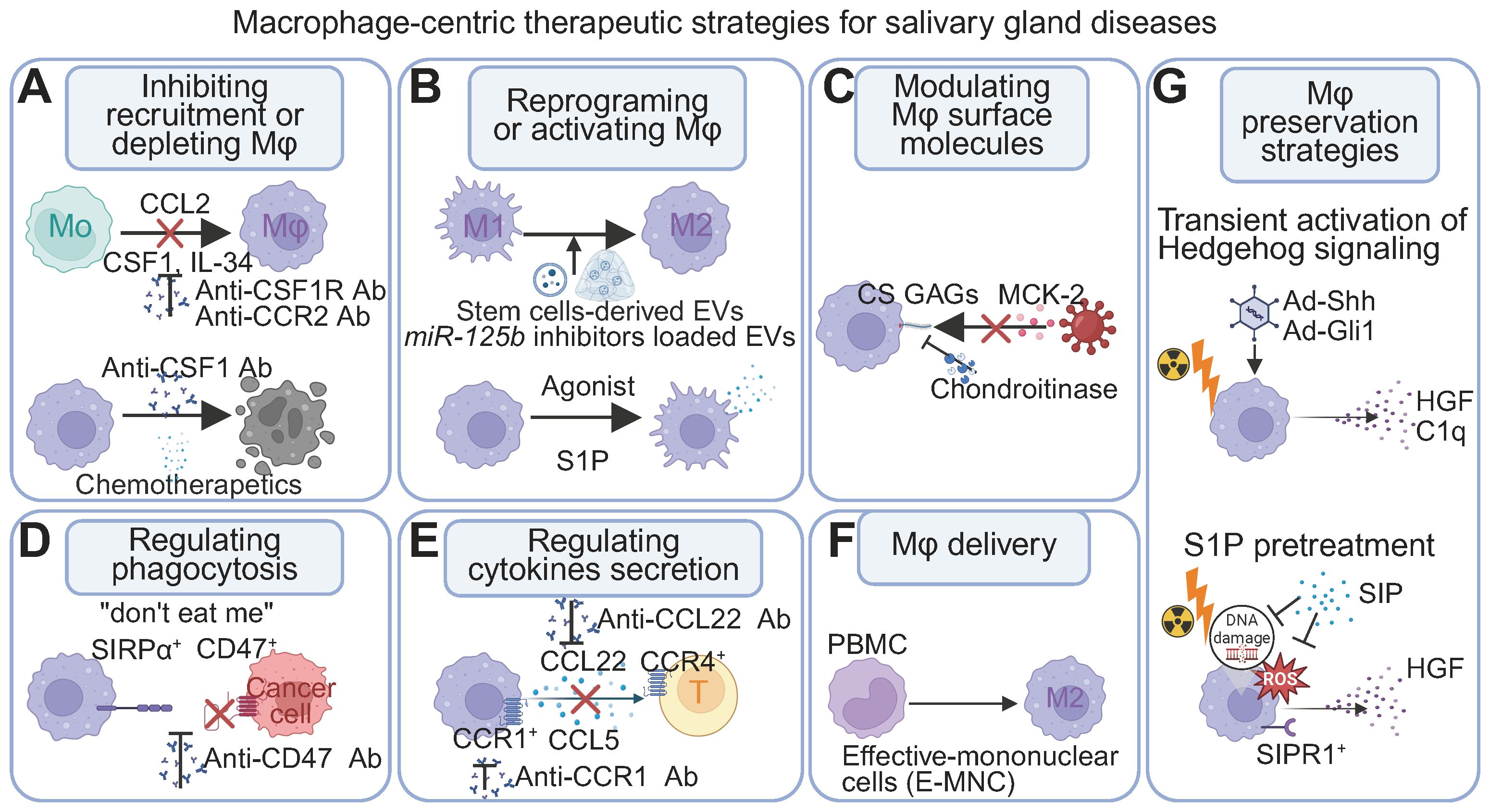Diagram illustrating macrophage-centric therapeutic strategies for salivary gland diseases. Panels A-G show different methods: inhibiting recruitment or depleting macrophages, reprogramming or activating them, modulating their surface molecules, regulating phagocytosis and cytokines secretion, macrophage delivery, and preservation strategies including Hedgehog signaling and S1P pretreatment. Each panel highlights specific molecules and inhibitors involved in the process.