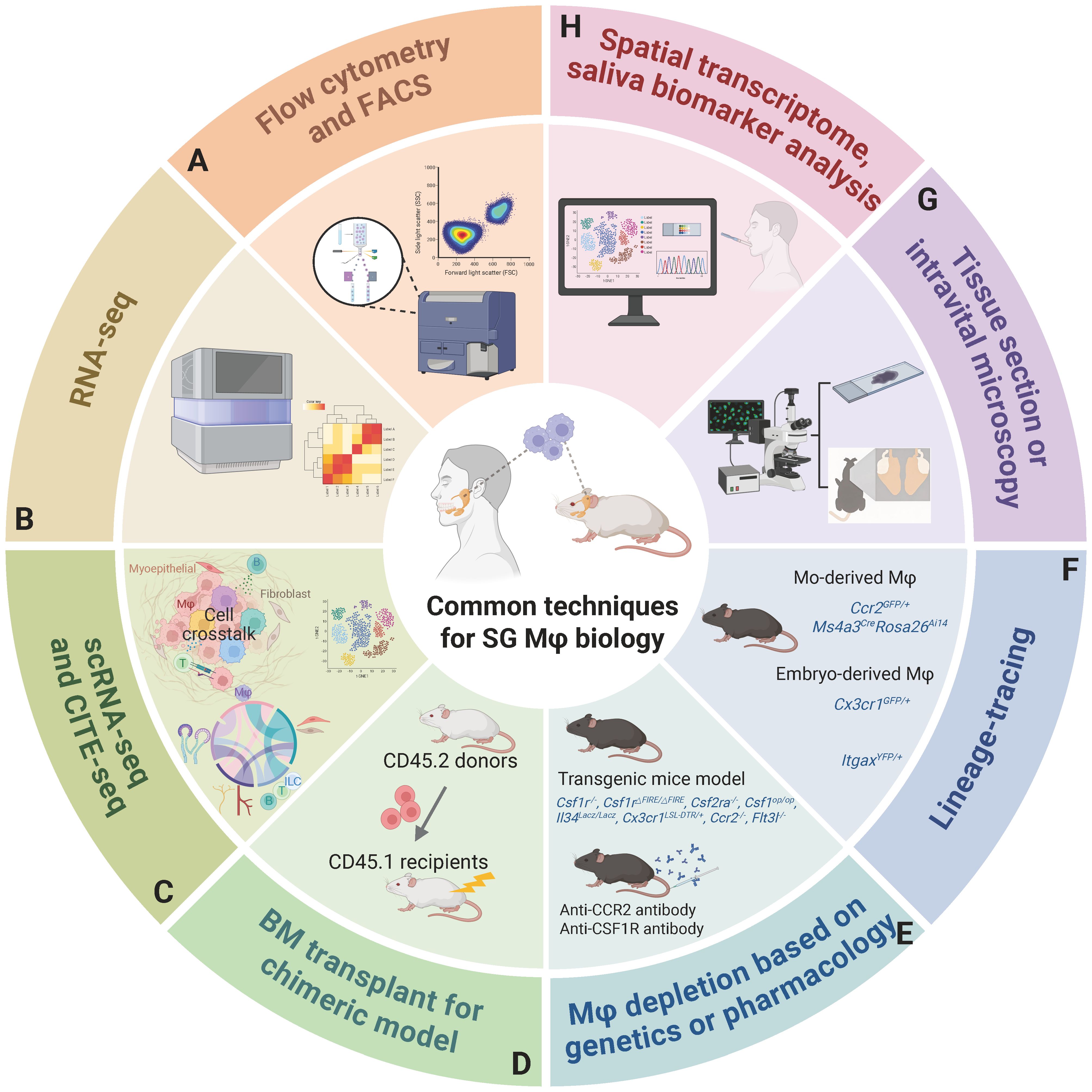 Diagram illustrating common techniques for salivary gland macrophage biology. Sections A-H depict various methods: RNA sequencing, flow cytometry, single-cell RNA sequencing, bone marrow transplant for chimeric models, macrophage depletion, lineage tracing, tissue microscopy, and spatial transcriptome analysis. Central image shows the future work for salivary gland macrophages aimed at bridging murine models and human disease for translational considerations.