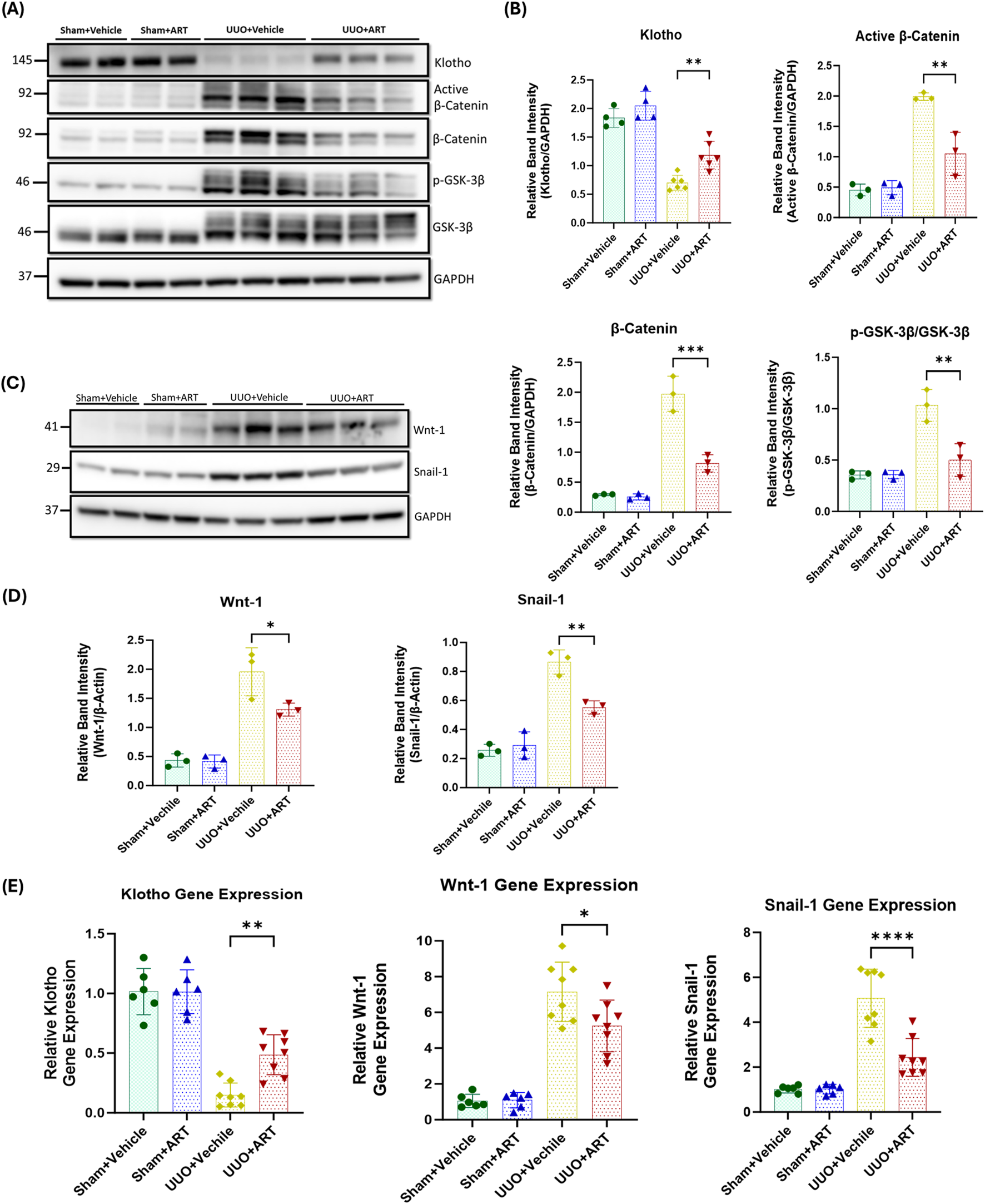 Western blot analysis and bar graphs show protein and gene expression levels in different treatment groups: Sham+Vehicle, Sham+ART, UUO+Vehicle, UUO+ART. (A) Western blots for Klotho, β-Catenin, GSK-3β. (B) Bar graphs comparing band intensity for these proteins. (C) Western blots for Wnt-1, Snail-1. (D) Bar graphs for their intensity. (E) Gene expression graphs for Klotho, Wnt-1, Snail-1, showing statistical significance with asterisks.