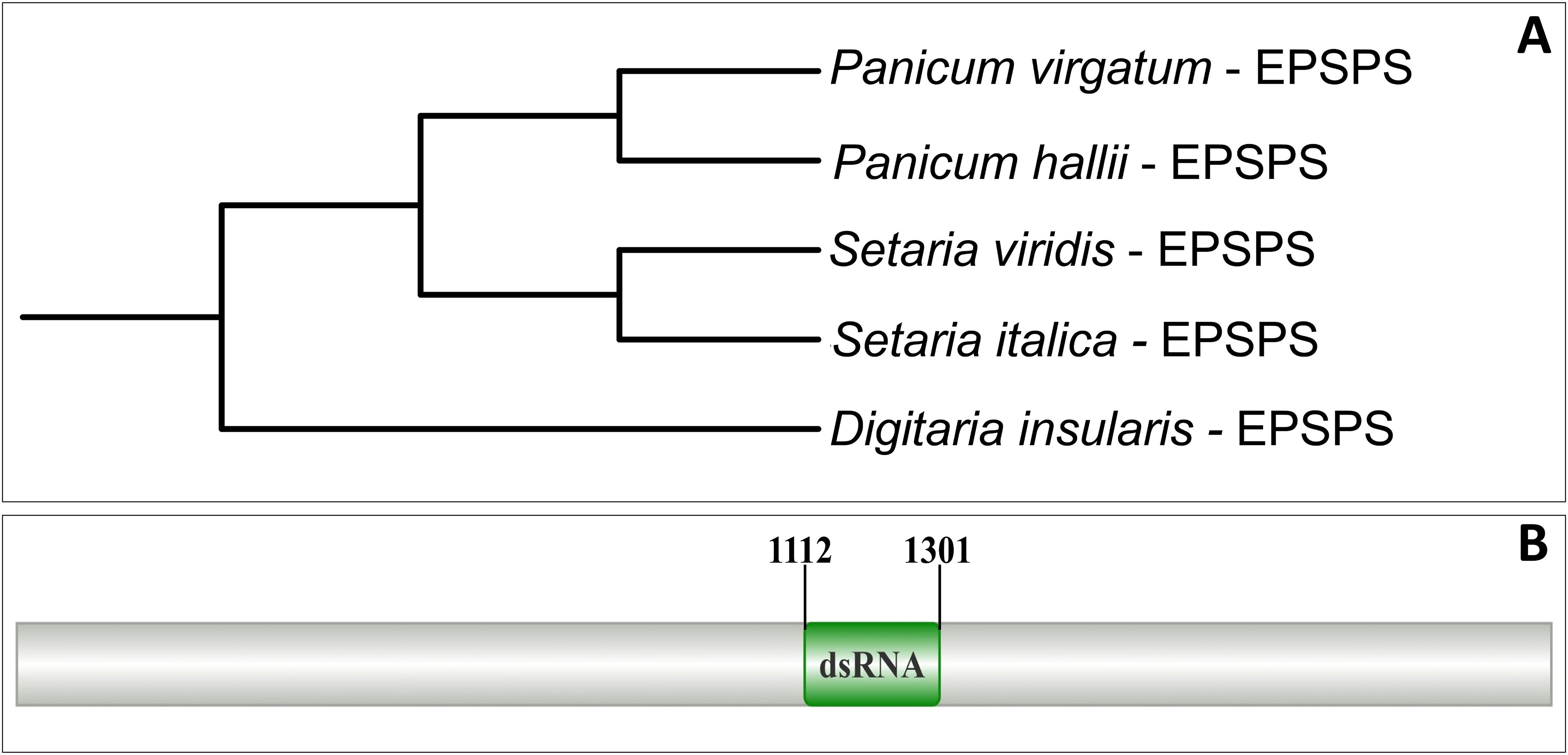 Figure A shows a phylogenetic tree displaying the relationship between five plant species with EPSPS: Panicum virgatum, Panicum hallii, Setaria viridis, Setaria italica, and Digitaria insularis. Figure B depicts a schematic of a gene region with a highlighted section labeled “dsRNA” between positions 1112 and 1301.