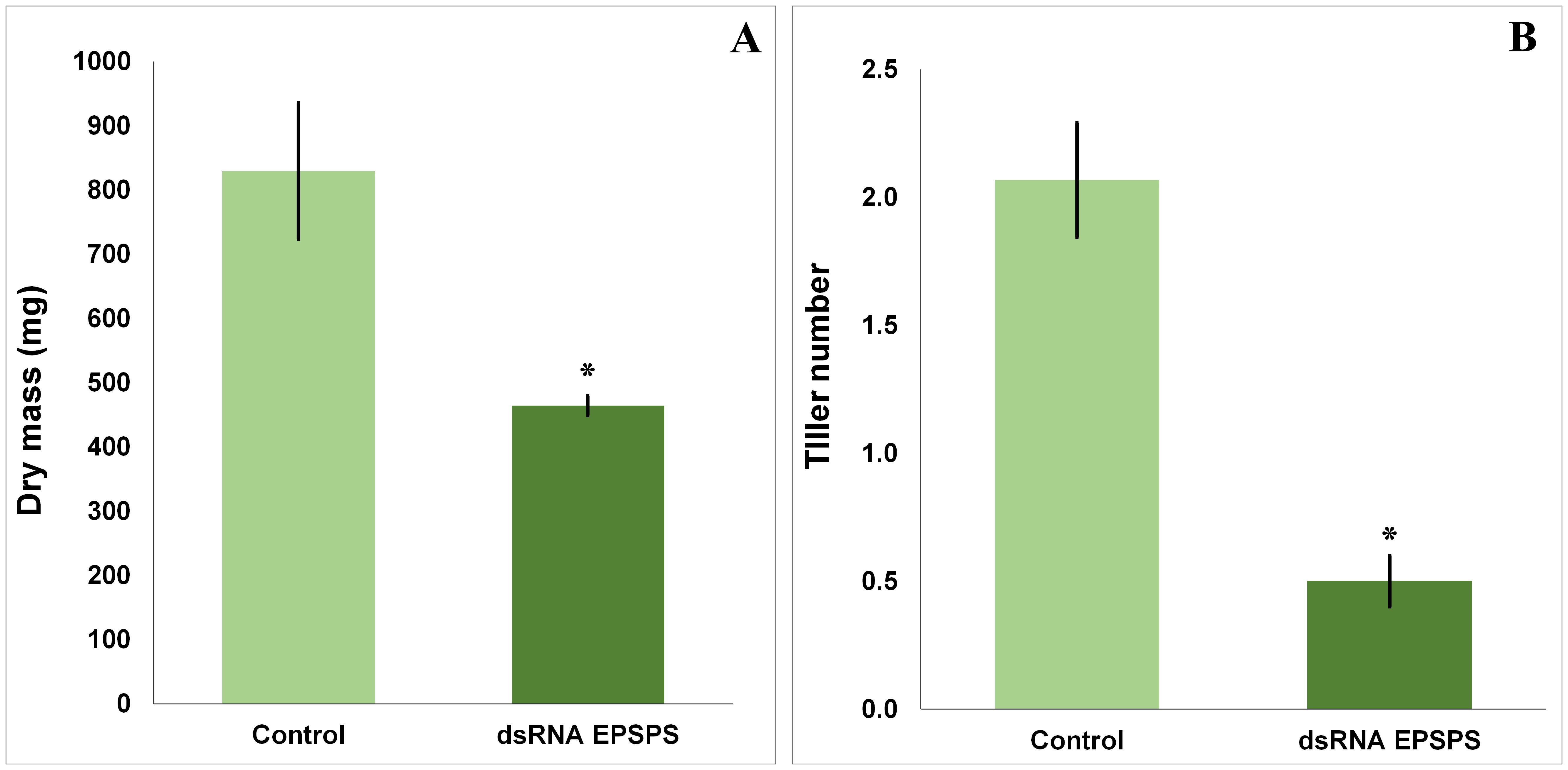 Two bar graphs compare effects of Control and dsRNA EPSPS treatments. Graph A shows dry mass in milligrams, with Control at around 800 mg and dsRNA EPSPS at 400 mg. Graph B shows tiller number, with Control at about 2 and dsRNA EPSPS just below 1. Asterisks indicate significant differences.