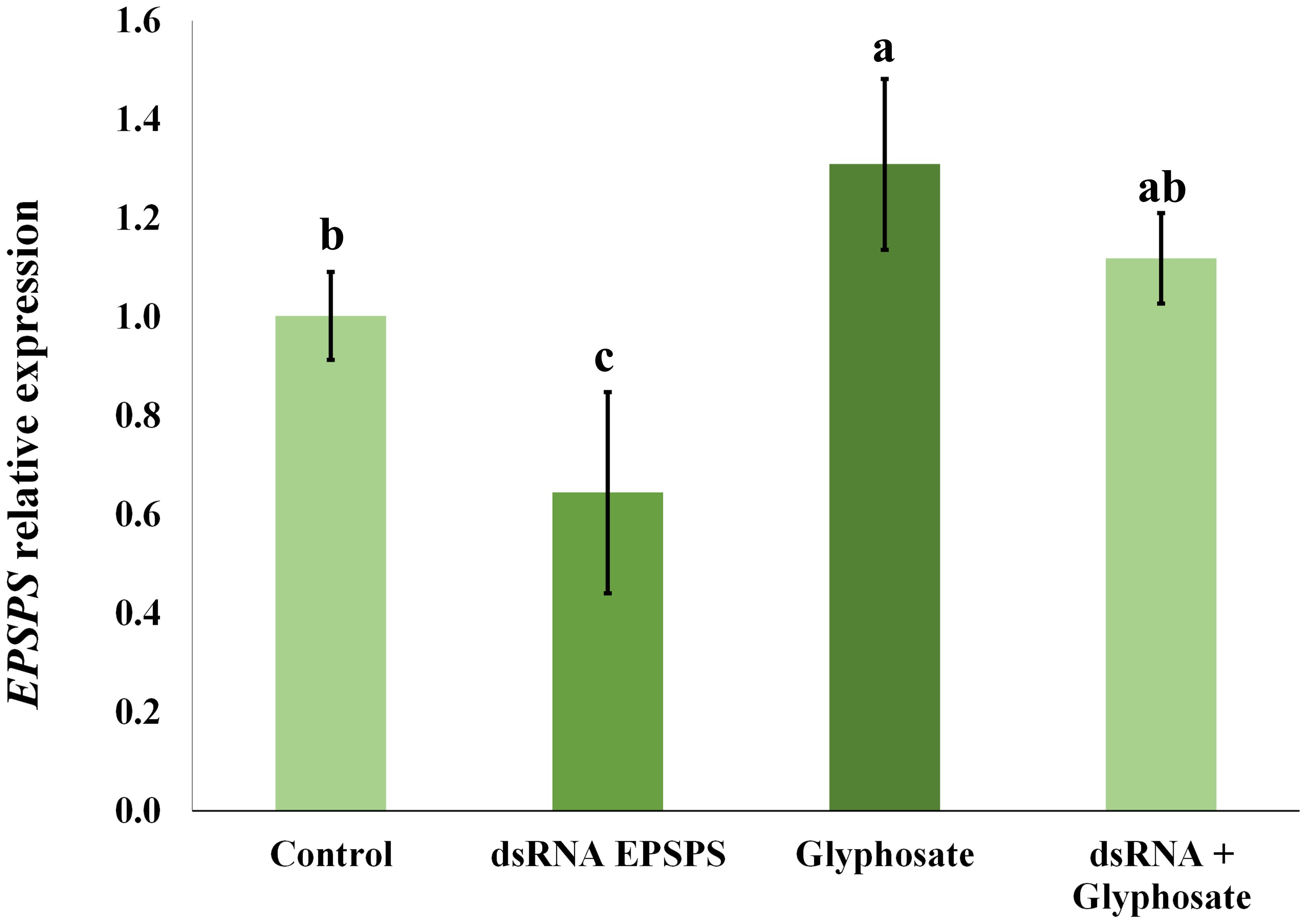 Bar chart showing EPSPS relative expression levels across four treatments: Control, dsRNA EPSPS, Glyphosate, and dsRNA + Glyphosate. Values range from 0.0 to 1.6. Glyphosate has the highest expression, labeled 'a', while dsRNA EPSPS has the lowest, labeled 'c'. Control is labeled 'b', and dsRNA + Glyphosate is labeled 'ab'. Error bars are included.
