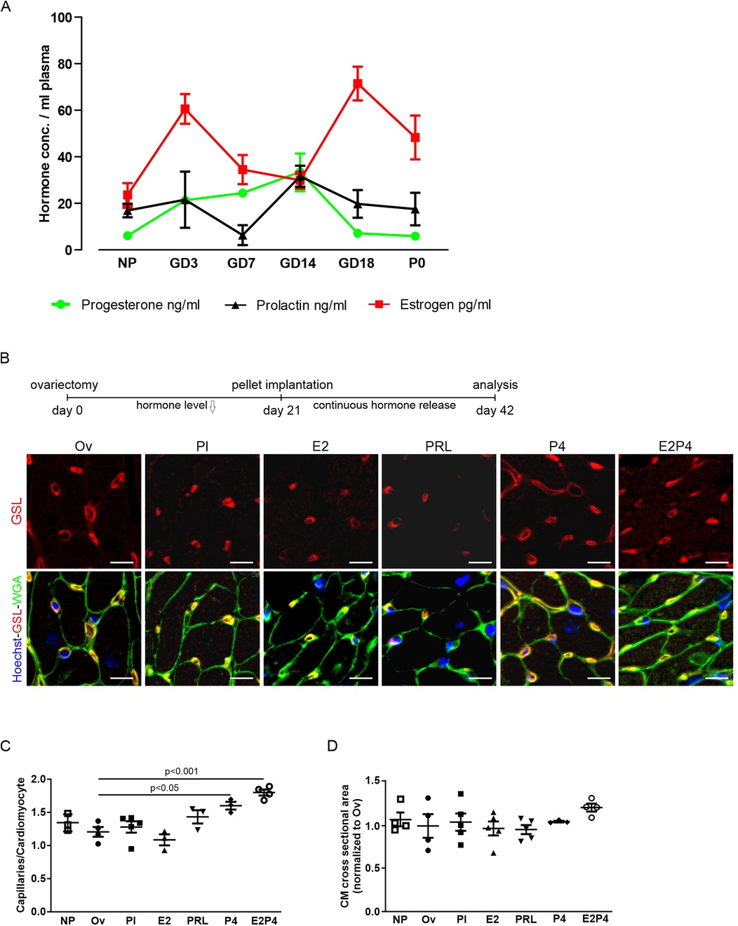 A multi-panel scientific illustration: Panel A shows a line graph of hormone concentrations in plasma, with separate lines for progesterone, prolactin, and estrogen across different time points (NP, GD3, GD7, GD14, GD18, P0). Panel B displays two rows of fluorescent microscopy images of tissue samples, labeled with markers such as GSL and Hoechst for various hormonal treatments (Ov, PI, E2, PRL, P4, E2P4). Panel C is a bar graph comparing capillary density per cardiomyocyte for different hormone treatments, with significant differences indicated. Panel D shows a scatter plot of cardiomyocyte cross-sectional area normalized to OV across various treatments.