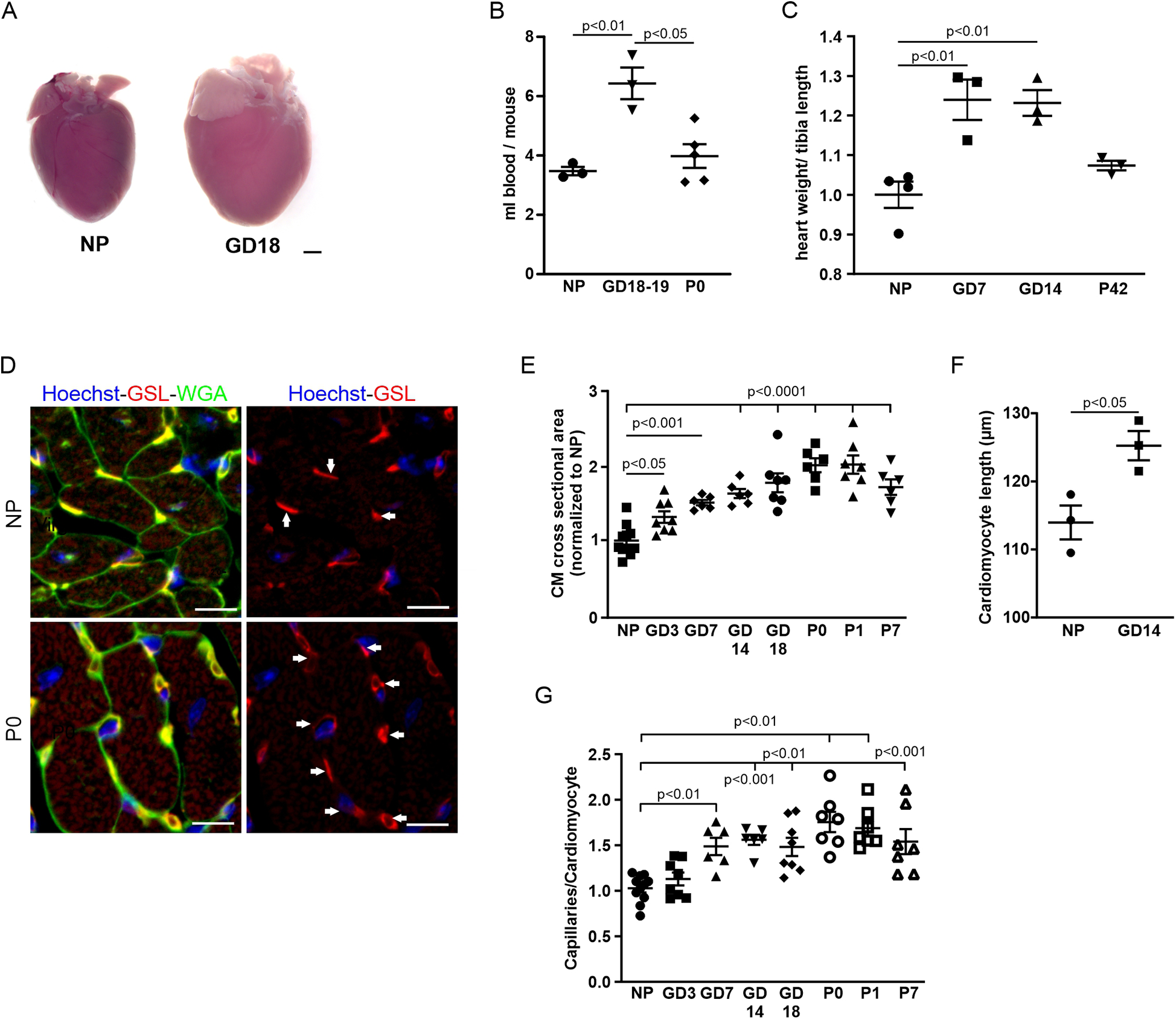 Panel A shows two hearts at different developmental stages (NP and GD18). Panel B is a graph comparing blood volume per mouse at NP, GD18-19, and P0. Panel C shows heart weight to tibia length ratios across NP, GD7, GD14, and P42, with significant differences noted. Panel D includes fluorescence microscopy images of heart tissue stained with Hoechst, GSL, and WGA at NP and P0. Panel E compares cardiomyocyte cross-sectional area normalized to NP across various developmental stages. Panel F shows cardiomyocyte length at NP and GD14. Panel G presents capillary density per cardiomyocyte at different stages, with statistical significance highlighted.