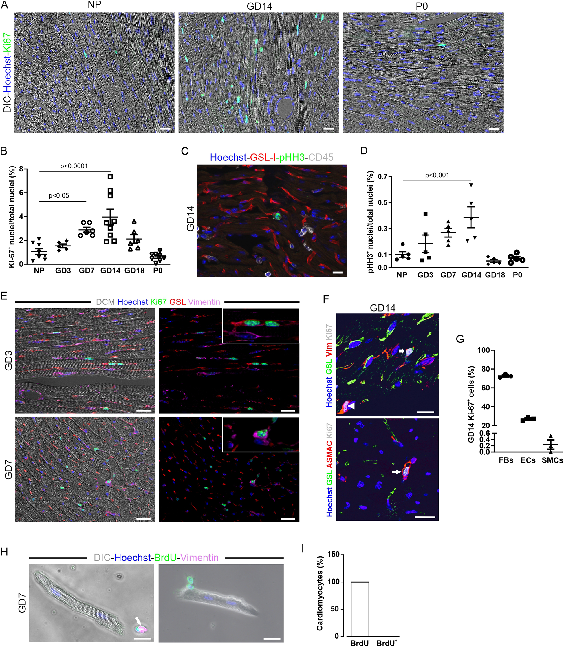 Panel A shows three images of cardiac tissue at different stages: NP, GD14, and P0, stained with DIC, Hoechst, and Ki67. Panel B is a graph showing the percentage of Ki67+ nuclei, with significant differences indicated. Panel C highlights GD14 tissue stained with Hoechst, GSL-I, pHH3, and CD45, focusing on cell details. Panel D presents a graph of pHH3+ nuclei percentages with statistical markings. Panel E displays images of GD3 and GD7 tissue stained with DCM, Hoechst, Ki67, GSL, and Vimentin. Panel F illustrates GD14 tissue stained with Hoechst, GSL, Vimentin, Ki67, and SMA, showing cell interactions. Panel G is a graph of GD14 Ki67+ cells across FBs, ECs, and SMCs. Panel H shows GD7 cardiac tissue stained with Hoechst, BrdU, and Vimentin. Panel I is a bar graph of BrdU+ and BrdU- cardiomyocytes, indicating a percentage comparison.