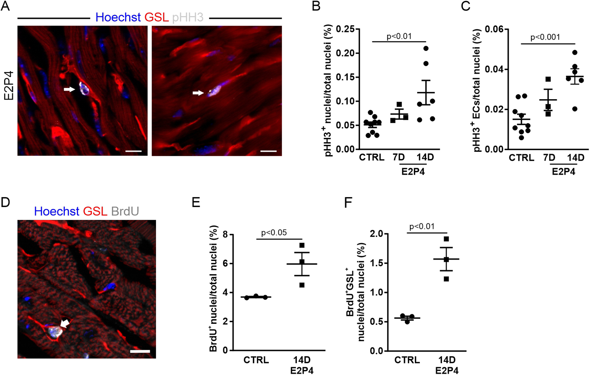Fluorescence images and graphs depicting cellular proliferation markers in tissue. Panel A shows nuclei with pHH3 staining indicated by arrows. Panel B and C present graphs showing percentages of pHH3 nuclei and pHH3 positive endothelial cells across treatments: CTRL, 7D, and 14D. Panel D displays BrdU staining in tissue, indicated by arrows. Panel E shows a graph of BrdU positive nuclei percentages comparing CTRL and 14D, while panel F shows BrdU with GSL percentages for the same groups. Significance levels are noted in panels B, C, E, and F.