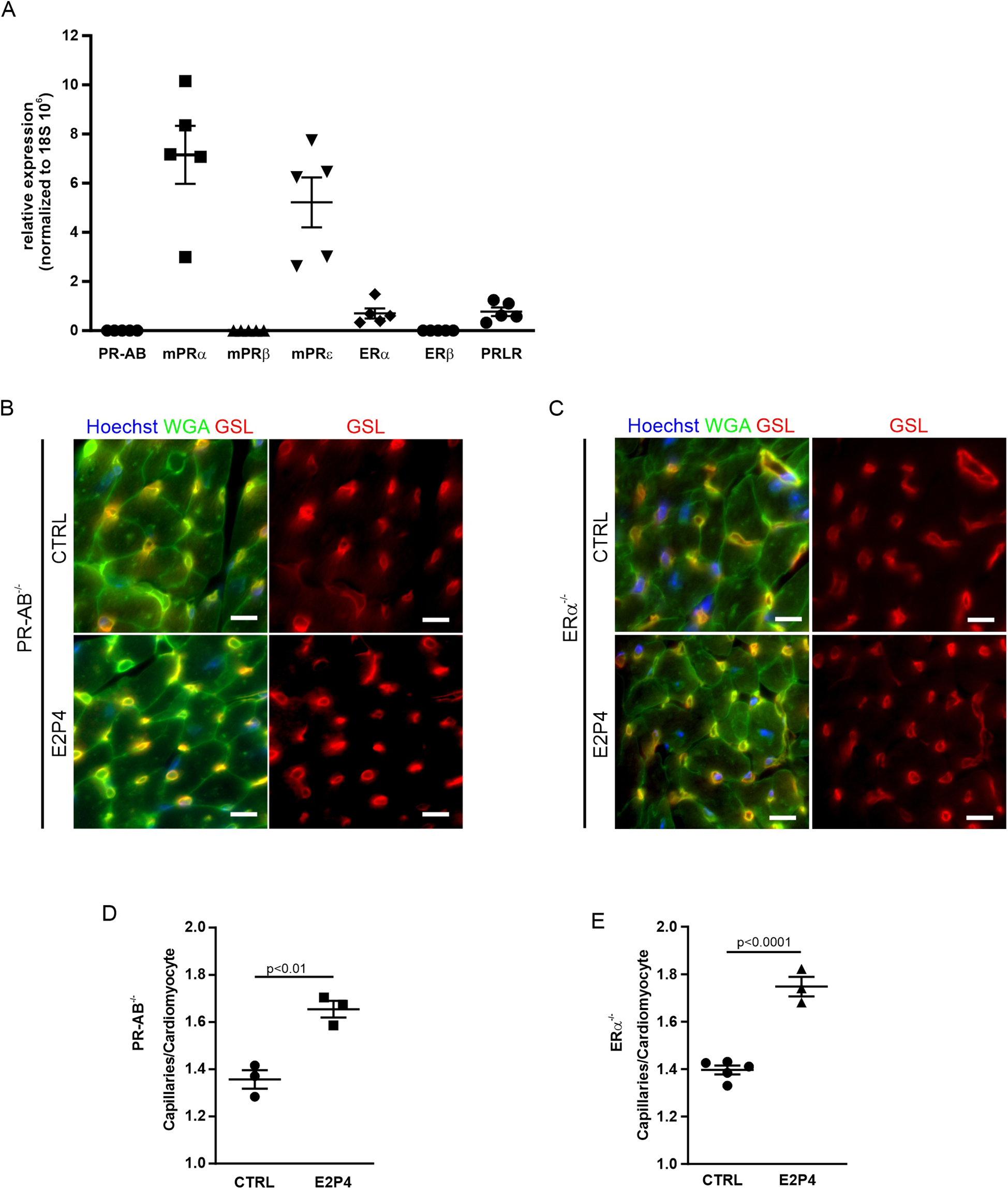 Panel A displays a scatter plot showing relative expression levels of various receptors (PR-AB, mPRalpha, mPRbeta, mPRgamma, ERalpha, ERbeta, PRLR), normalized to 18S rRNA, with error bars. Panel B and C consist of fluorescent images depicting cell staining of CTRL and E2P4 groups in PR-AB knockout and ERalpha knockout samples. Images show nuclei in blue, WGA in green, and GSL in red. Panels D and E present dot plots comparing capillary to cardiomyocyte ratios in PR-AB and ERalpha knockout groups between control and E2P4, with significance levels indicated.