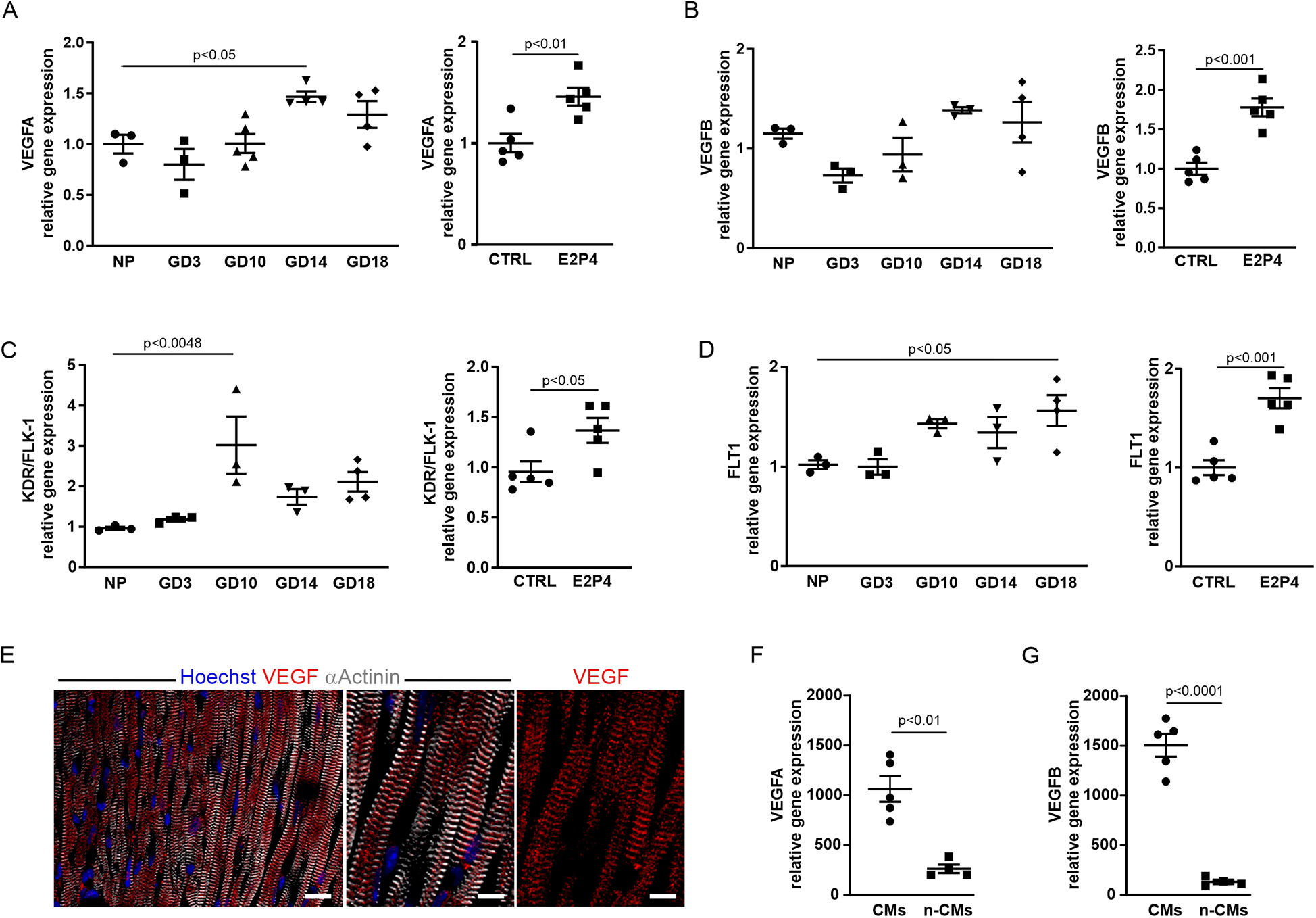 Graphs and a microscopy image display gene expression data. Panels A to D show relative expression levels of VEGFA, VEGFB, KDR/FLK1, and FLT1 across various groups with statistical significance indicated. Panel E shows a stained microscopy image with labeled proteins in heart tissue. Panels F and G compare VEGFA and VEGFB expression in cardiomyocytes (CMs) versus non-cardiomyocytes (n-CMs) with statistical significance marked.