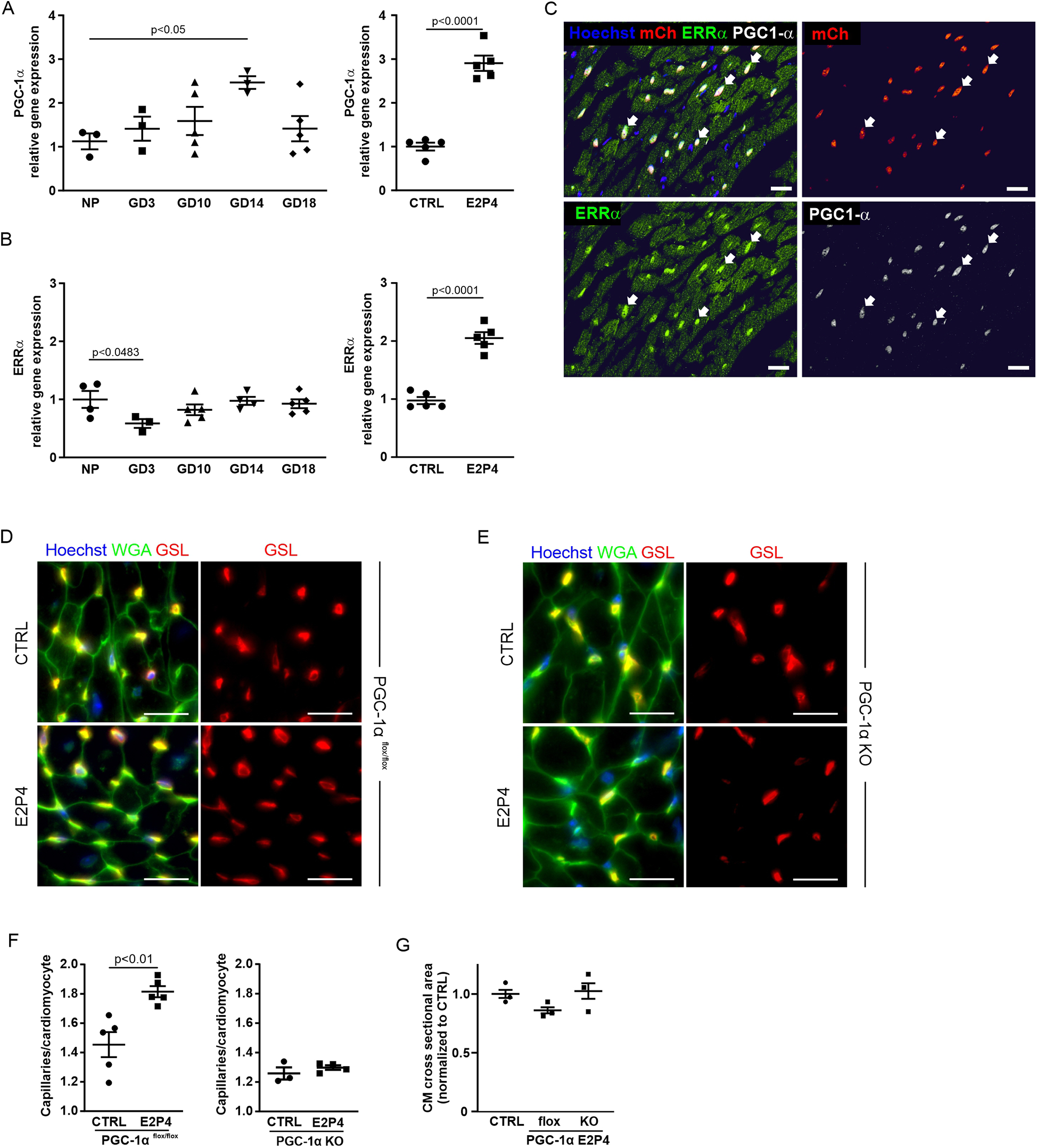 Charts and fluorescence images illustrate gene expression and capillary density in myocardium tissue. Panels A and B show relative gene expression of PGC-1α and ERRα across gestational days and treatment groups. Panel C displays tissue staining indicating colocalization of different proteins. Panels D and E compare capillary density between control and treatment groups using fluorescence staining with Hoechst, WGA, and GSL. Panels F and G present quantitative data on capillary-to-fiber ratios and cardiomyocyte cross-sectional area under different genetic conditions. Statistical significance is indicated by p-values.