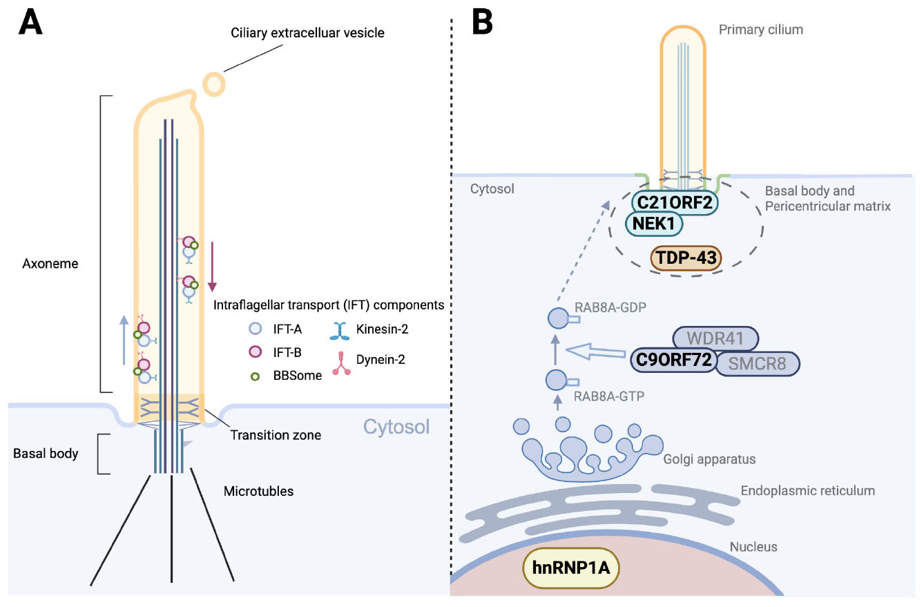 Diagram illustrating components of a primary cilium. Panel A shows the axoneme, basal body, transition zone, and intraflagellar transport (IFT) components like IFT-A, IFT-B, kinesin-2, dynein-2, and BBSome, along with a ciliary extracellular vesicle. Panel B depicts proteins C21ORF2, NEK1, and TDP-43 at the basal body and pericentriolar matrix, along with the roles of RAB8A-GDP, RAB8A-GTP, C9ORF72, WDR41, and SMCR8 near the Golgi apparatus and endoplasmic reticulum, with mention of hnRNP1A in the nucleus.