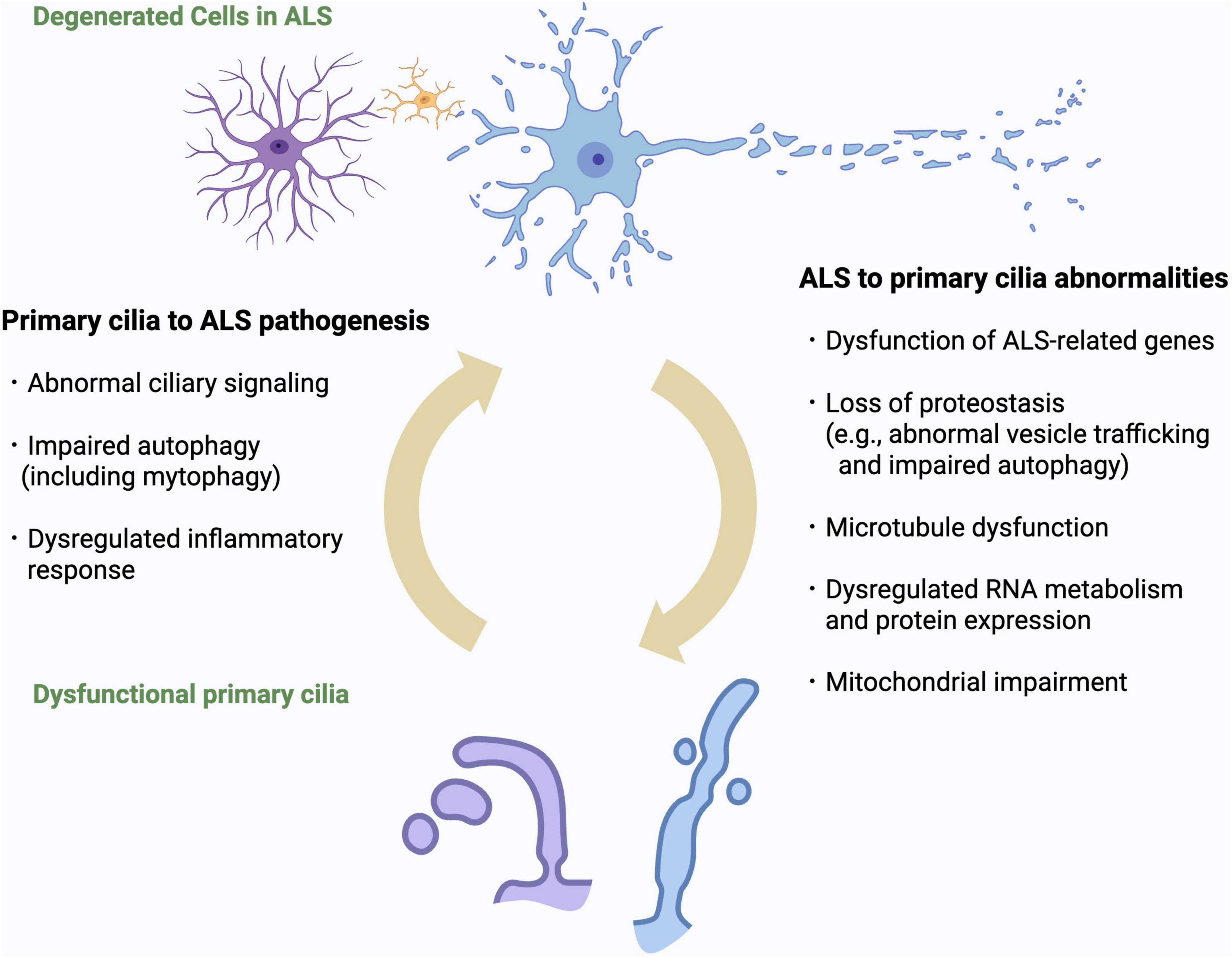 Diagram illustrating the relationship between primary cilia and ALS pathogenesis. On the left, the effects on ALS pathogenesis include abnormal ciliary signaling, impaired autophagy, and dysregulated inflammatory response. On the right, ALS effects on primary cilia include dysfunction of ALS-related genes, loss of proteostasis, microtubule dysfunction, dysregulated RNA metabolism, protein expression, and mitochondrial impairment. Arrows indicate bidirectional influence. Images of degenerated cells and dysfunctional cilia are included.