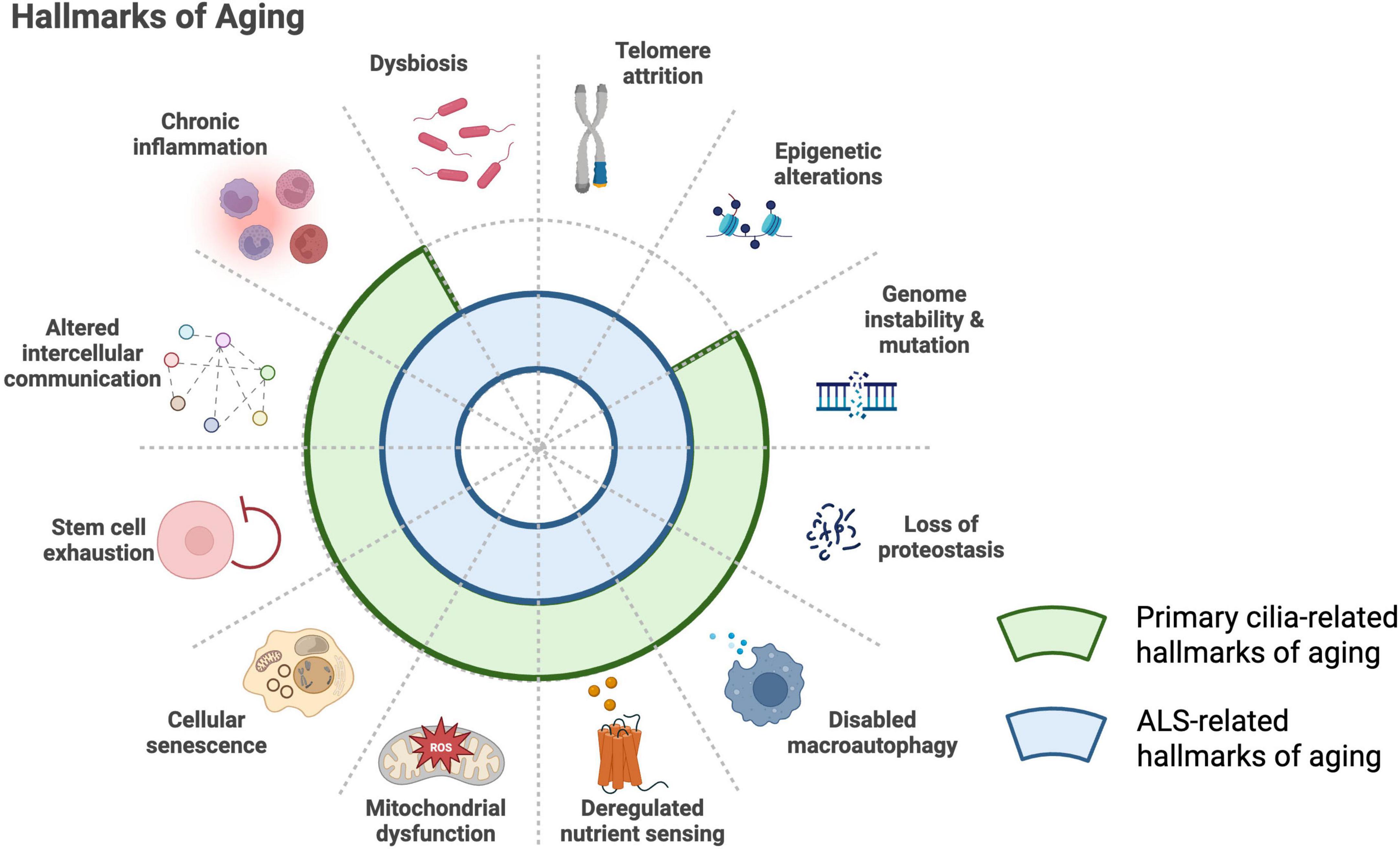 Diagram illustrating the hallmarks of aging with radial categories: chronic inflammation, dysbiosis, telomere attrition, epigenetic alterations, genome instability, loss of proteostasis, disabled macroautophagy, deregulated nutrient sensing, mitochondrial dysfunction, cellular senescence, stem cell exhaustion, altered intercellular communication. Colored sections indicate primary cilia-related and ALS-related hallmarks.