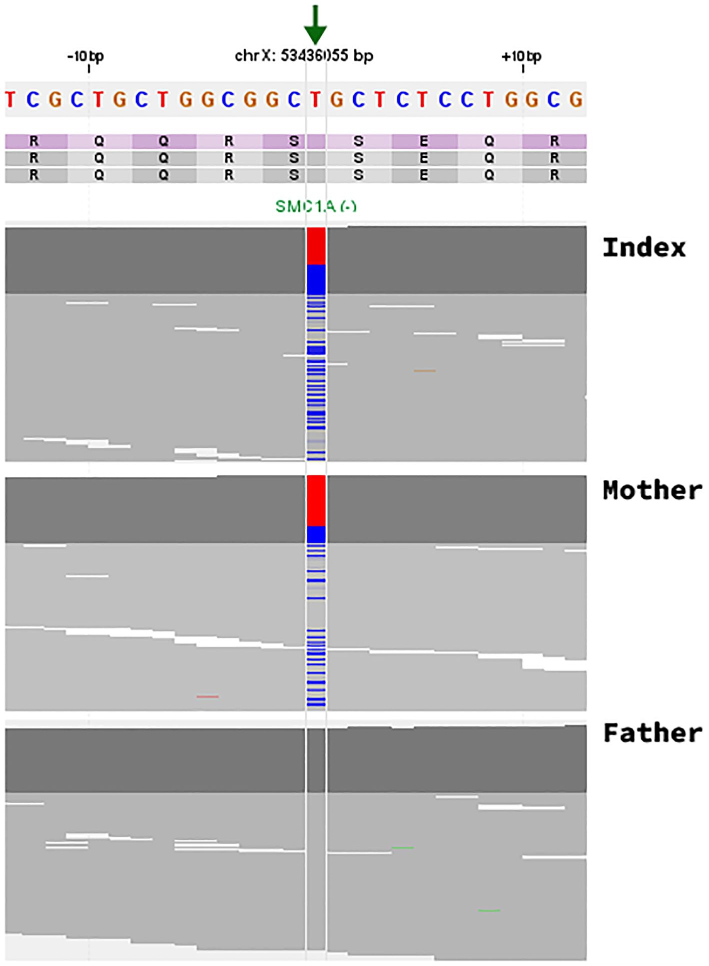 Genetic sequence diagram showing a section of chromosome X. The sequence, centered at position 53436055 bp, is aligned horizontally. Three panels display comparison data labeled Index, Mother, and Father. The Index panel shows a highlighted variation in red and blue on a gray background. The Mother panel shows a smaller highlighted variation in red and blue on a gray background. The Father panel exhibits a mostly gray background with no visible variations. The gene SMO1A is labeled above the sequence.